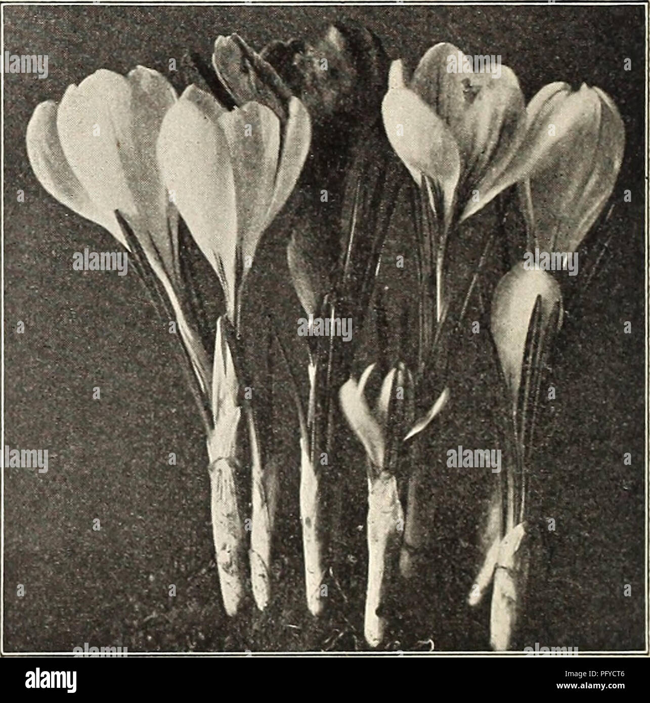 . Currie's bulbs and plants : autumn 1914. Flowers Seeds Catalogs; Bulbs (Plants) Seeds Catalogs; Nurseries (Horticulture) Catalogs; Plants, Ornamental Catalogs. ANEMONE. Each Doz. 100 St. Brigid (Irish Anemone)—A magnificent variety with large, semi-double, brilliant colored flowers in all shades from white to the brightest scarlet, blue, mauve, maroon, striped, etc., borne freely on long stems, and are excellent for cut flowers. The tubers may be planted in fall outdoors in sheltered places if well protected $ .04 $ .40 $2. 50 Single (The Bride)—Pure white 02 .20 1.25 Single (Fulgens)—The mo Stock Photo