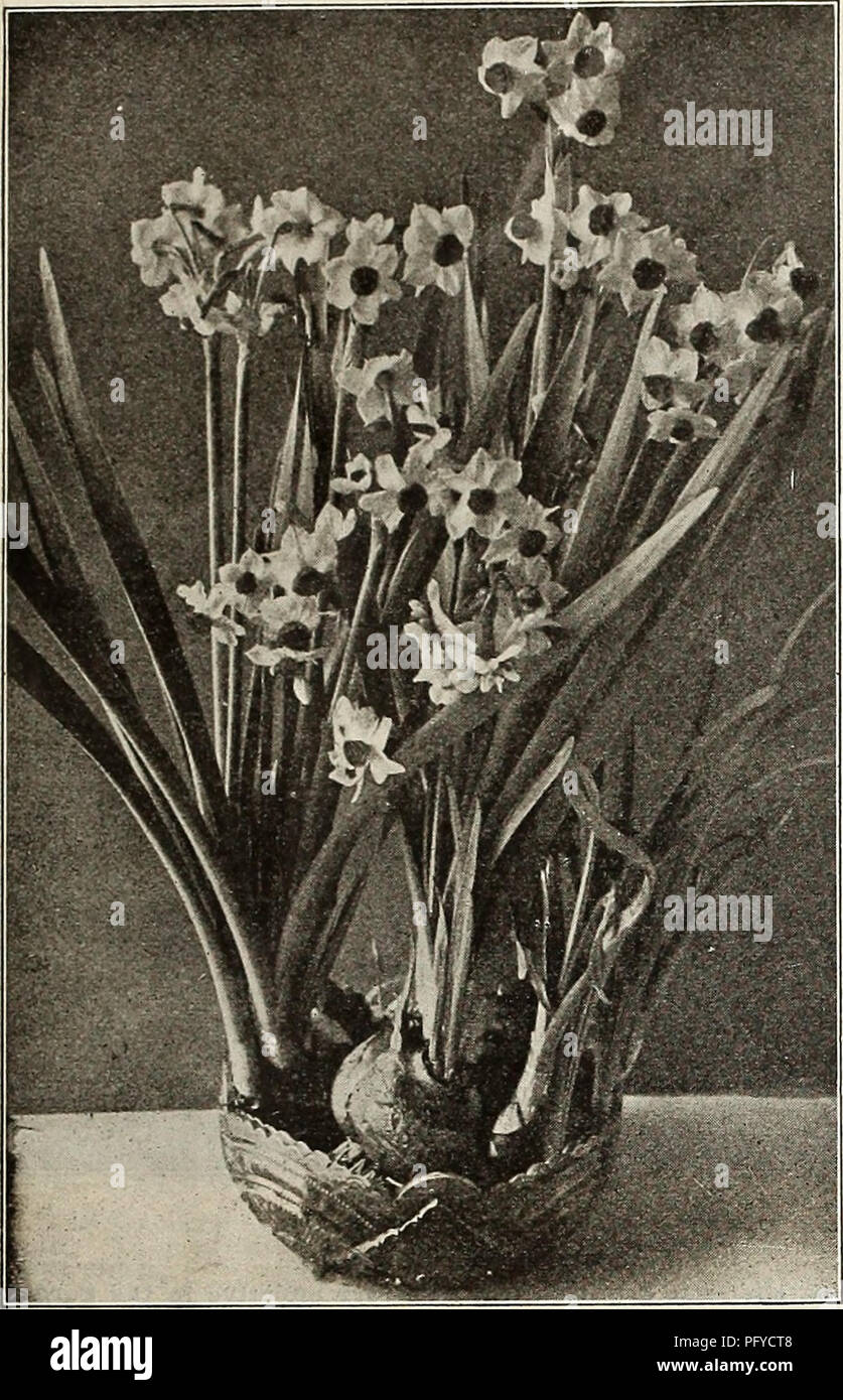 . Currie's bulbs and plants : autumn 1916. Flowers Seeds Catalogs; Bulbs (Plants) Seeds Catalogs; Nurseries (Horticulture) Catalogs; Plants, Ornamental Catalogs. CURRIE BROS. CO., AUTUMN CATALOGUE, 1010. ANEMONE. Each Doz. 100 St. Brigid (Irish Anemone)—A magnificent variety with large, semi-double, brilliant colored flowers in all shades from white to the brightest scarlet, blue, mauve, maroon, striped, etc., borne freely on long stems, and are excellent for cut flowers. The tubers may be planted in fall outdoors in sheltered places if well protected $ .03 $ .30 $2.25 Single (The Bride)—Pure  Stock Photo