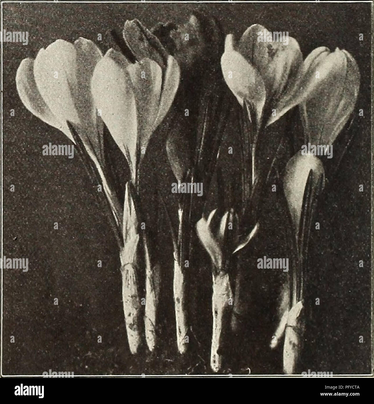 . Currie's bulbs and plants : autumn 1912. Flowers Seeds Catalogs; Bulbs (Plants) Seeds Catalogs; Nurseries (Horticulture) Catalogs; Plants, Ornamental Catalogs. ANEMONE. -. ..,,,.,. , , Each Doz. 100 St. Brigid (Irish Anemone)—A magnificent variety with large, semi-double, brilliant colored flowers In all shades from white to the brightest scarlet, blue, mauve, maroon, striped, etc., borne freely on long stems, and are excellent for cut flowers. The tubers may be planted In fall outdoors in sheltered places if well protected $ .04 .40 2.50 Single (The Bride)—Pure white 02 .20 1.25 Single (Ful Stock Photo