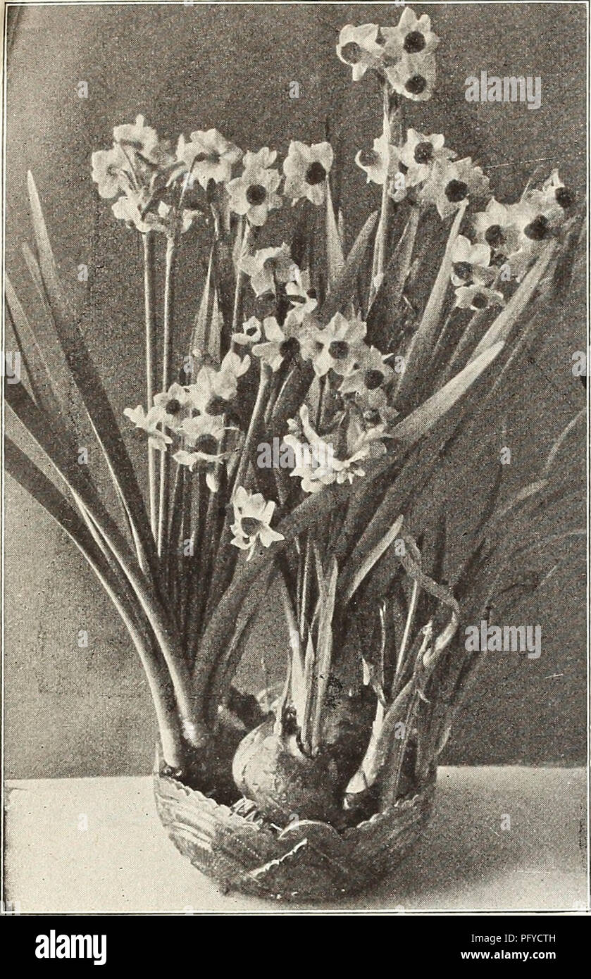 . Currie's bulbs and plants : autumn 1912. Flowers Seeds Catalogs; Bulbs (Plants) Seeds Catalogs; Nurseries (Horticulture) Catalogs; Plants, Ornamental Catalogs. CURRIE BROS. CO., MILWAUKEE, WISCONSIN. ANEMONE. -. ..,,,.,. , , Each Doz. 100 St. Brigid (Irish Anemone)—A magnificent variety with large, semi-double, brilliant colored flowers In all shades from white to the brightest scarlet, blue, mauve, maroon, striped, etc., borne freely on long stems, and are excellent for cut flowers. The tubers may be planted In fall outdoors in sheltered places if well protected $ .04 .40 2.50 Single (The B Stock Photo
