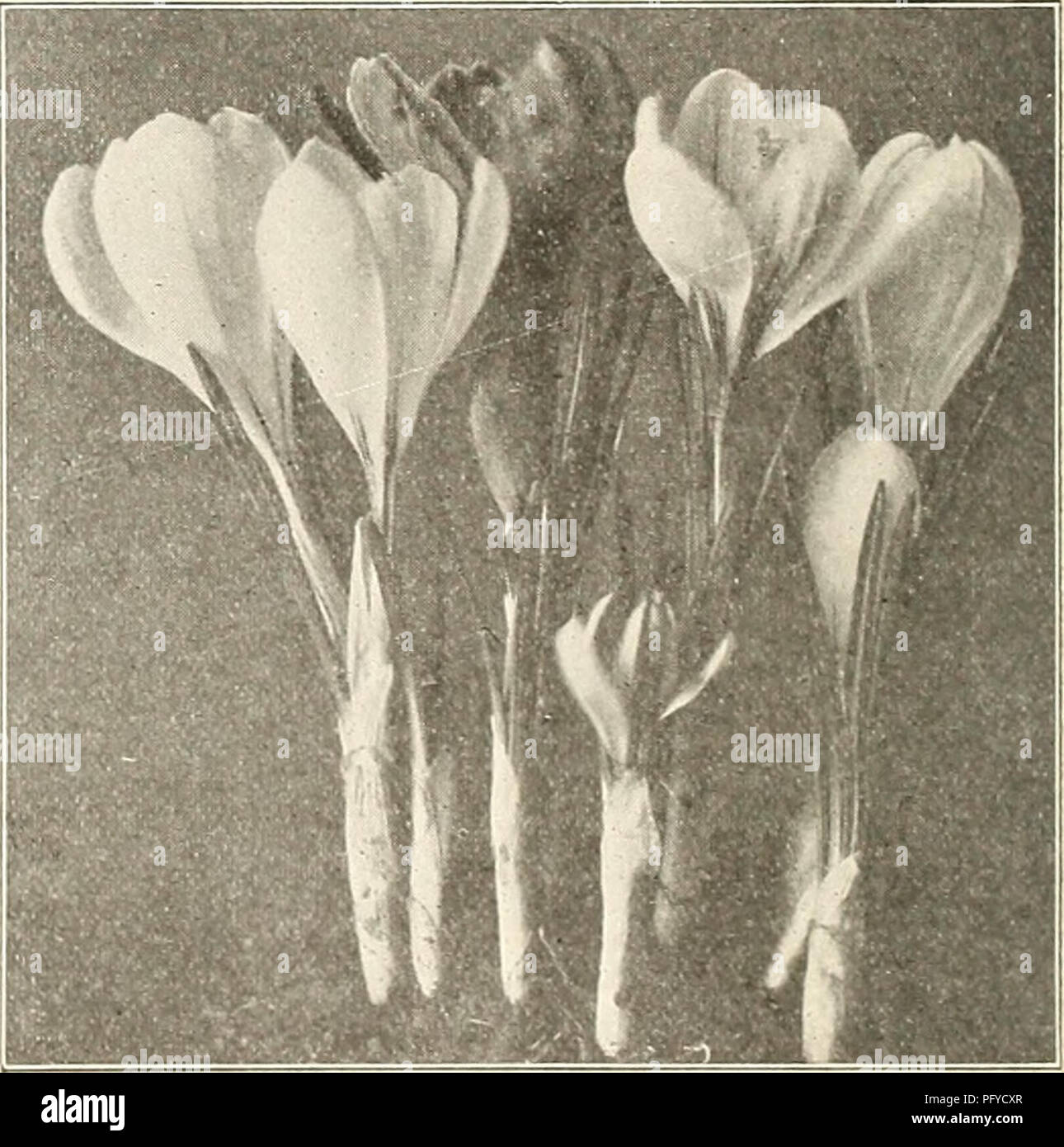 . Currie's bulbs and plants : autumn 1911. Flowers Seeds Catalogs; Bulbs (Plants) Seeds Catalogs; Nurseries (Horticulture) Catalogs; Plants, Ornamental Catalogs. AXEJIOAE. Each Doz. 100 St. Brig-id (Irish Anemone)—A magnificent variety with large, semi-double, brilliant colored flowers in all shades from white to the brightest scarier, blue, mauve, maroon, striped, etc., borne freely on long stems, and are excellent for .cut flowers. The tubers may be planted in fall outdoors in sheltered places if well protected 5 Single (The Bride)—Pure white 2 Single (Fulgens)—The most brilliant of all scar Stock Photo