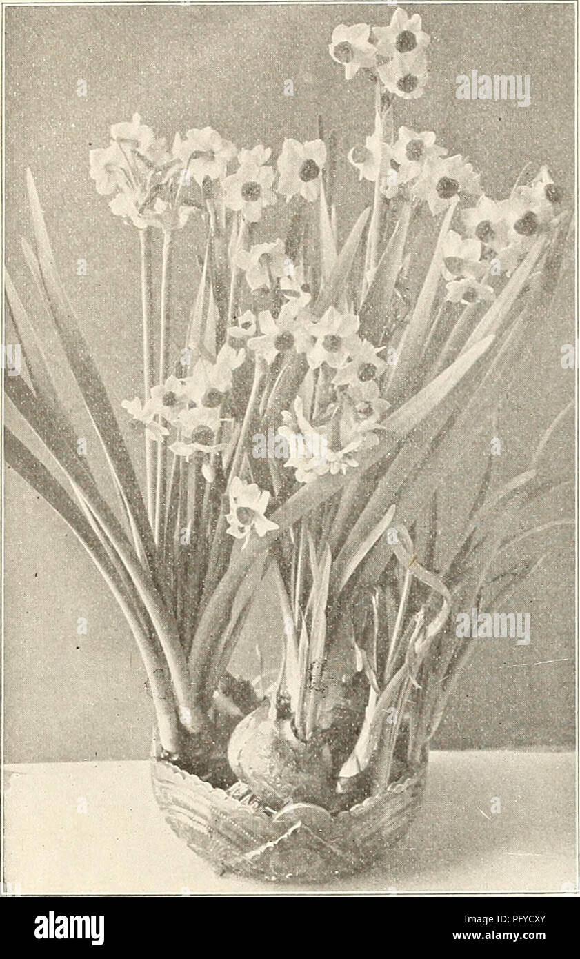 . Currie's bulbs and plants : autumn 1911. Flowers Seeds Catalogs; Bulbs (Plants) Seeds Catalogs; Nurseries (Horticulture) Catalogs; Plants, Ornamental Catalogs. CURRIE BROS. CO., MILWAUKEE, WISCONSIN. AXEJIOAE. Each Doz. 100 St. Brig-id (Irish Anemone)—A magnificent variety with large, semi-double, brilliant colored flowers in all shades from white to the brightest scarier, blue, mauve, maroon, striped, etc., borne freely on long stems, and are excellent for .cut flowers. The tubers may be planted in fall outdoors in sheltered places if well protected 5 Single (The Bride)—Pure white 2 Single  Stock Photo