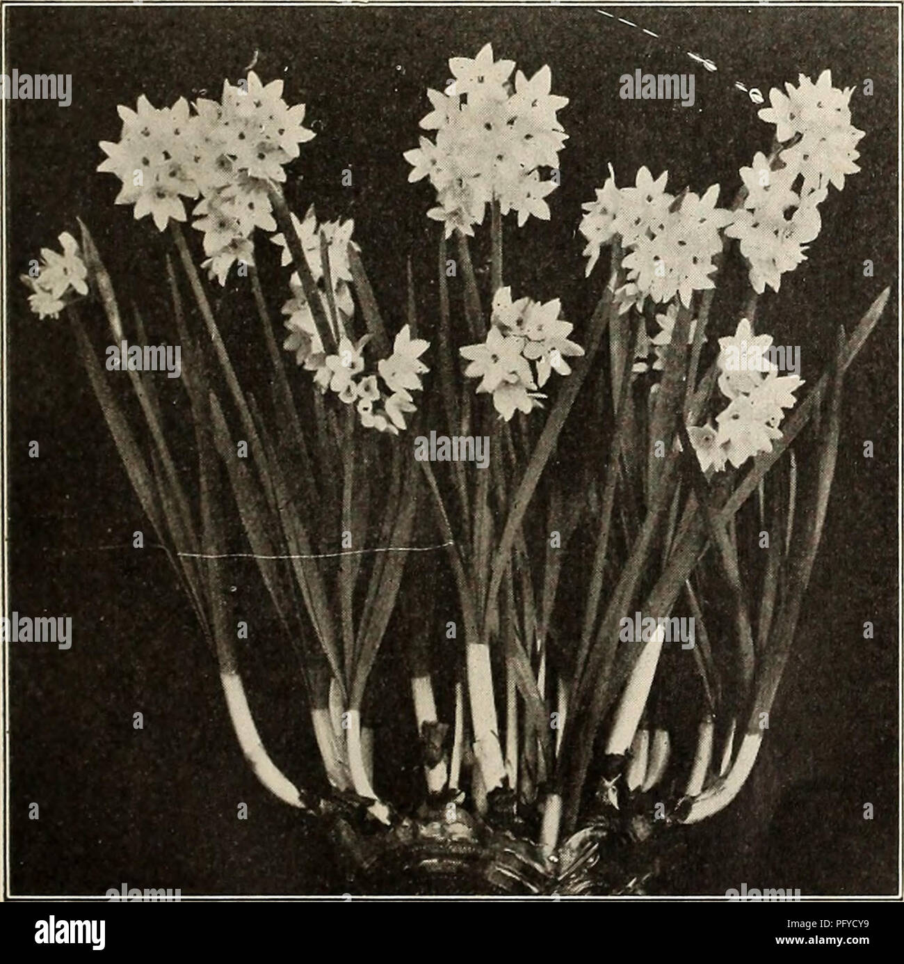 . Currie's bulbs and plants : autumn 1911. Flowers Seeds Catalogs; Bulbs (Plants) Seeds Catalogs; Nurseries (Horticulture) Catalogs; Plants, Ornamental Catalogs. CURRIE BROS. CO., AUTUMN CATALOGUE, 1911 DOUBLE NARCISSUS DAFFODILS. While the double daffodils are not considered as attractive as the large flowering single trumpet sorts, they are no less desir- able, and are especially adapted for naturalizing in odd corners, being perfectly hardy, and will thrive and increase for many years. VON SIOIV (True Dutch)—Rich golden yellow, the finest of all double yellow Daffodils, used extensively for Stock Photo