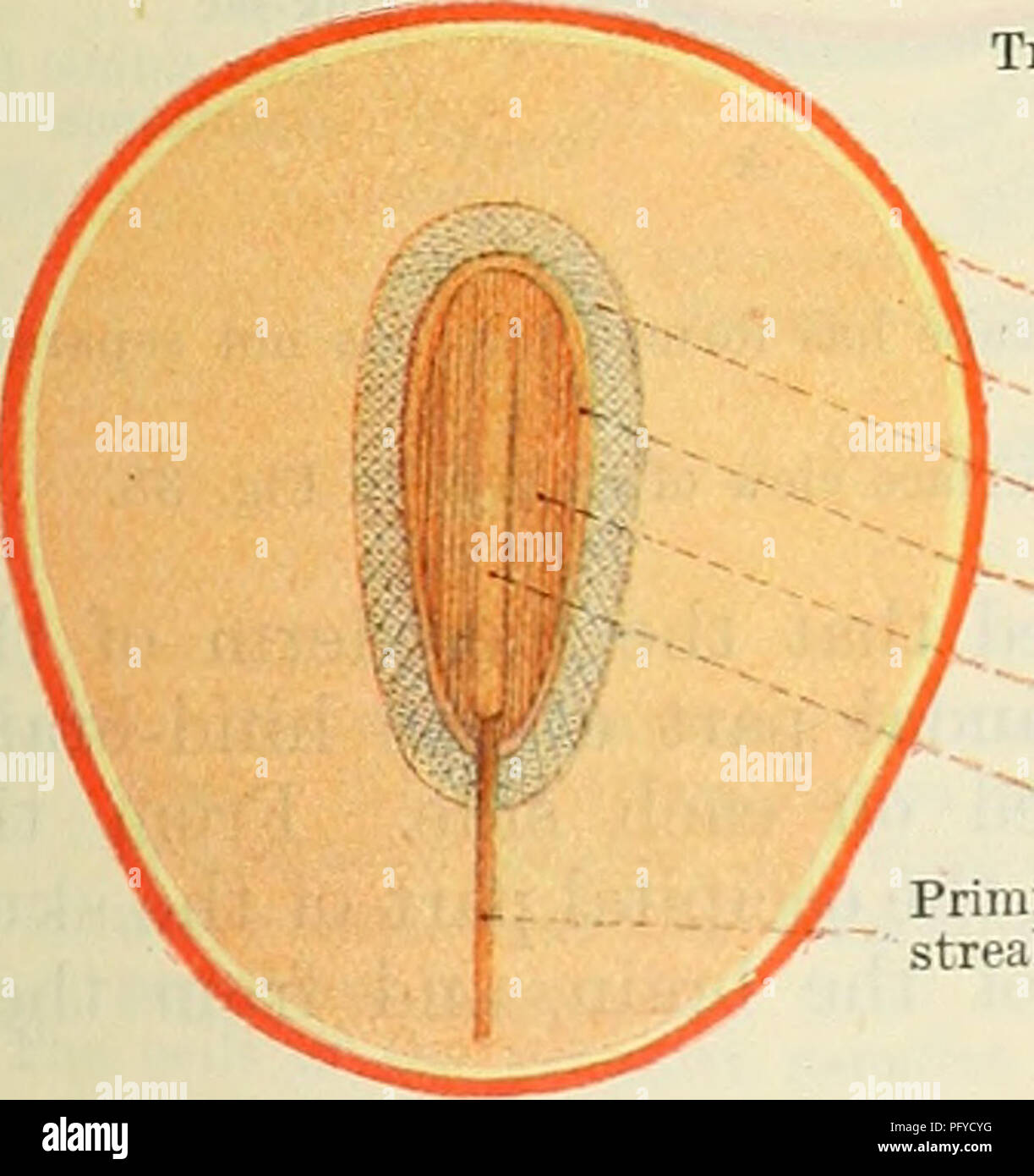 . Cunningham's Text-book of anatomy. Anatomy. Notochord Mesoderm of chorion Trophoblast of chorion Pig. 41. A. Transverse section of a zygote, showing the constituent parts. B. Diagram of embryonic area showing parts of neural plate and primitive streak. The apical portion of the hollow mesodermal somite is its scleratogenous segment. The cells of the scleratogenous section of the somite undergo rapid proliferation. Some of the newly formed scleratogenous cells invade the myoccele ; others migrate towards the notochord ; finally, the scleratogenous cells separate from the remainder of the somi Stock Photo