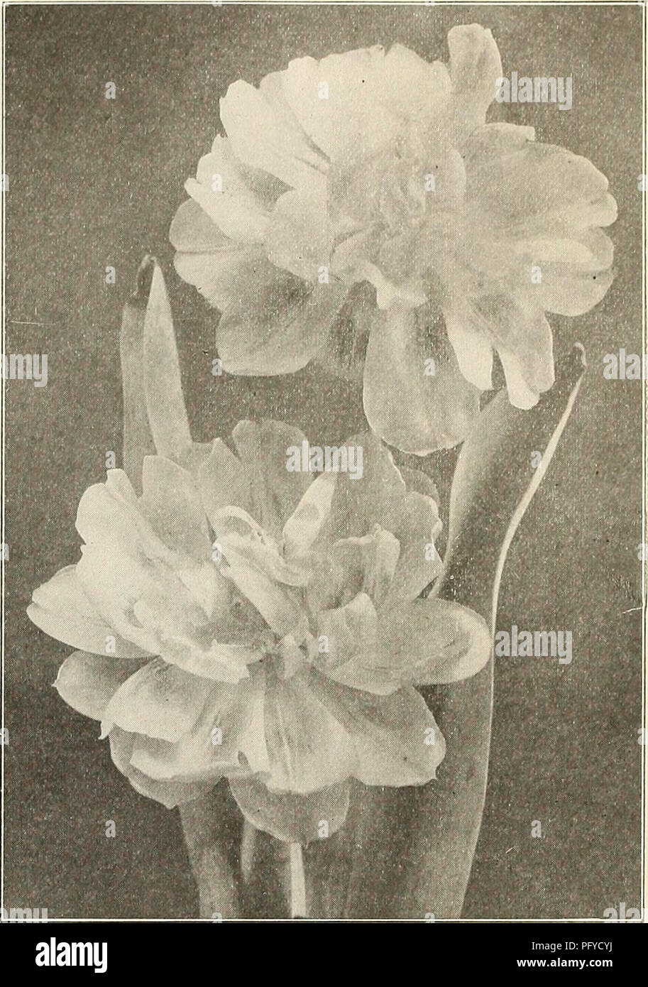 . Currie's bulbs and plants : autumn 1911. Flowers Seeds Catalogs; Bulbs (Plants) Seeds Catalogs; Nurseries (Horticulture) Catalogs; Plants, Ornamental Catalogs. CURRIE BROS. CO., AUTUMN CATALOGUE, 1911 c 9 b 10 b 6 c 9 c 9 b S c 8 b S c 6 c 6 e 9 e 9 b 9 c 8 c 8 b 7 d 8 e 9 Double Early Flowering Tulips Each Doz. 100 1000 Blanche HatlveâLarge, early semi-double, white 4 40 $2.75 $20.00 Couronne de RosesâFinest rose 0 60 4.50 40.00 Couroune il'OrâOrange 4 40 2.75 20.00 .Due van ThollâRed and yellow 3 25 1.75 10.00 Duke of YorkâRed and white. 3 30 2.00 15.00 Glorin SolusâBrown and yel- low 3 30 Stock Photo