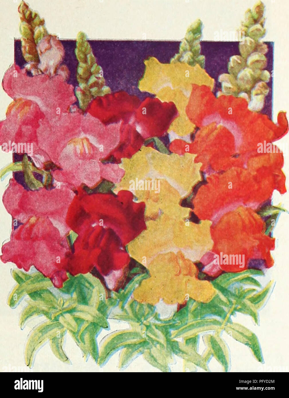 . Currie's 65th year garden annual. Flowers Seeds Catalogs; Bulbs (Plants) Seeds Catalogs; Vegetables Seeds Catalogs; Nurseries (Horticulture) Catalogs; Plants, Ornamental Catalogs; Gardening Equipment and supplies Catalogs. RUST PROOF ANTIRRHINUM MIXED COLORS Pkt., 10c V* ox., 50e NEW DWARF RUST-PROOF VARIETIES (Grow about 20" high) CARMINE ROSE—A bright cormine rose with a small yellow lip. Pkf., 15e. INDIAN GIRL—A brownish-orange overlaid finely with bright yellow. Pkt., 15e. CELESTIAL—A grand new variety of the dwarf type, the plants ore acompoct and have spikes 10-15 inches long, the Stock Photo