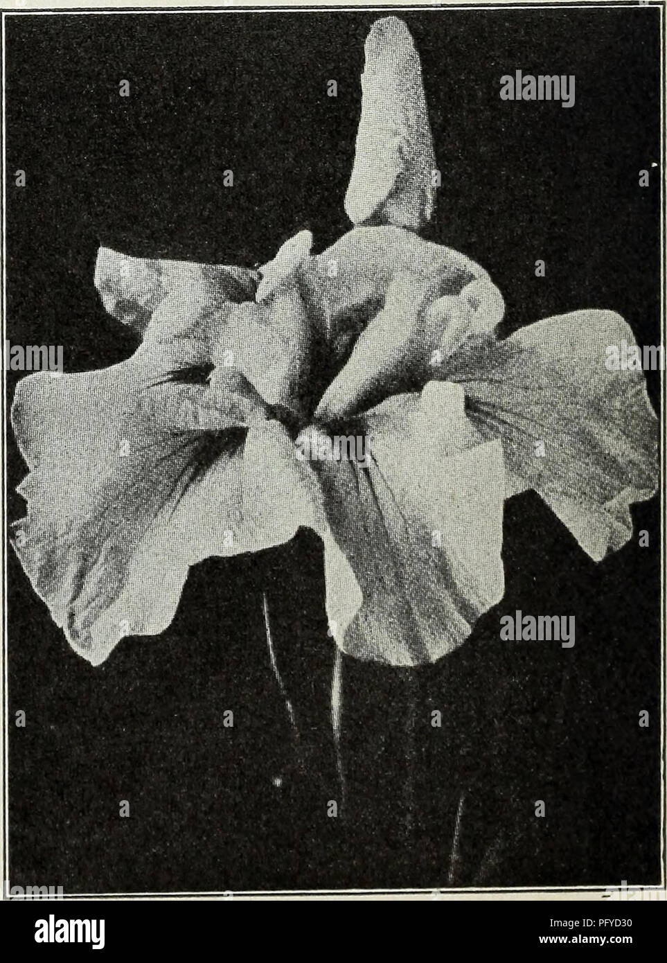 . Currie's autumn 1929 54th year bulbs and plants. Flowers Seeds Catalogs; Bulbs (Plants) Seeds Catalogs; Nurseries (Horticulture) Catalogs; Plants, Ornamental Catalogs. GERMAN IRIS An exceedingly hardy class, succeeding in almost any situation; a dry, sunny location suits them best. Caprice—Standards, reddish mauve; falls rosy red. Each, 35c. Fairy—Bluish white, fragrant. Gertrude—Standards and falls purplish-blue. Each 35c. Helga—Large, early yellow. Her Majesty—Standards lovely rose-pink; falls bright crimson, tinged a darker shade. Hetheranth—Standards bright blue; falls deeper, early. Jui Stock Photo