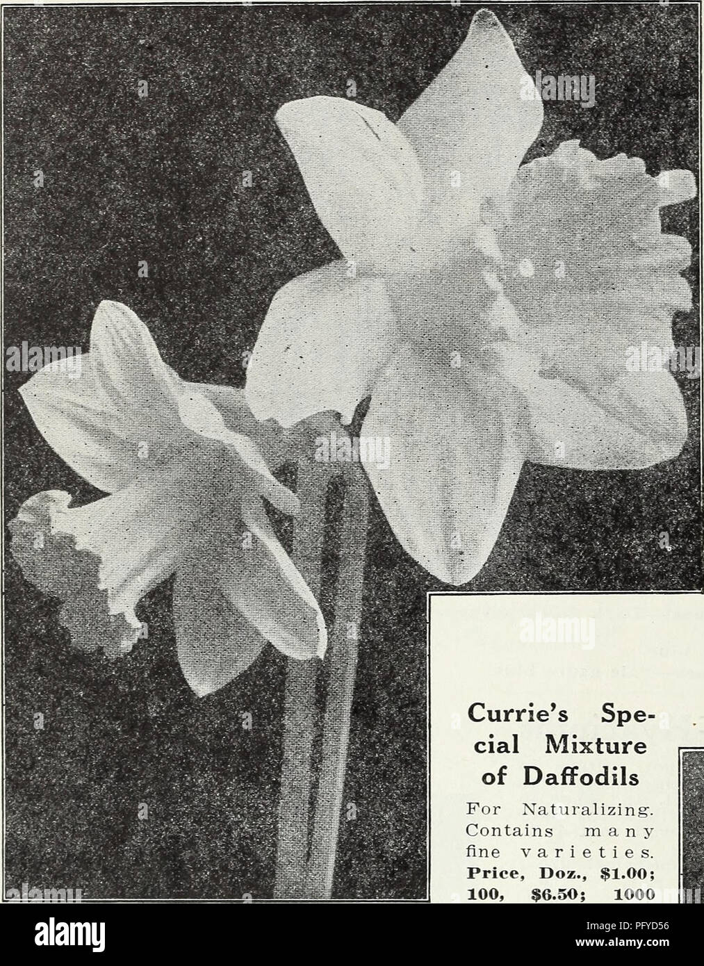This catalog features a variety of bulbs, with a focus on daffodils