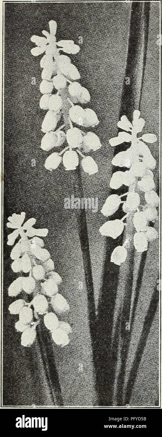 . Currie's autumn 1929 54th year bulbs and plants. Flowers Seeds Catalogs; Bulbs (Plants) Seeds Catalogs; Nurseries (Horticulture) Catalogs; Plants, Ornamental Catalogs. 14 Currie's Seed Store, Milwaukee, Wisconsin. Grape Hyacinths GRAPE HYACINTHS (Hyacinthus muscari) Forms small spikes of flowers resembling a bunch of grapes. Perfectly hardy. Botryoldes Blue—Doz., 50c; 100, ^3.00. Botryoides White—^Doz., 80c; 100, ^6,00. Heavenly Blue—The best and largest of the Grape Hyacinths. Good for pot culture as well as out'doors. Doz., 60c; 100, ^4.00. ORNITHOGALUM (Star of Bethlehem) Umbellatum—Prett Stock Photo