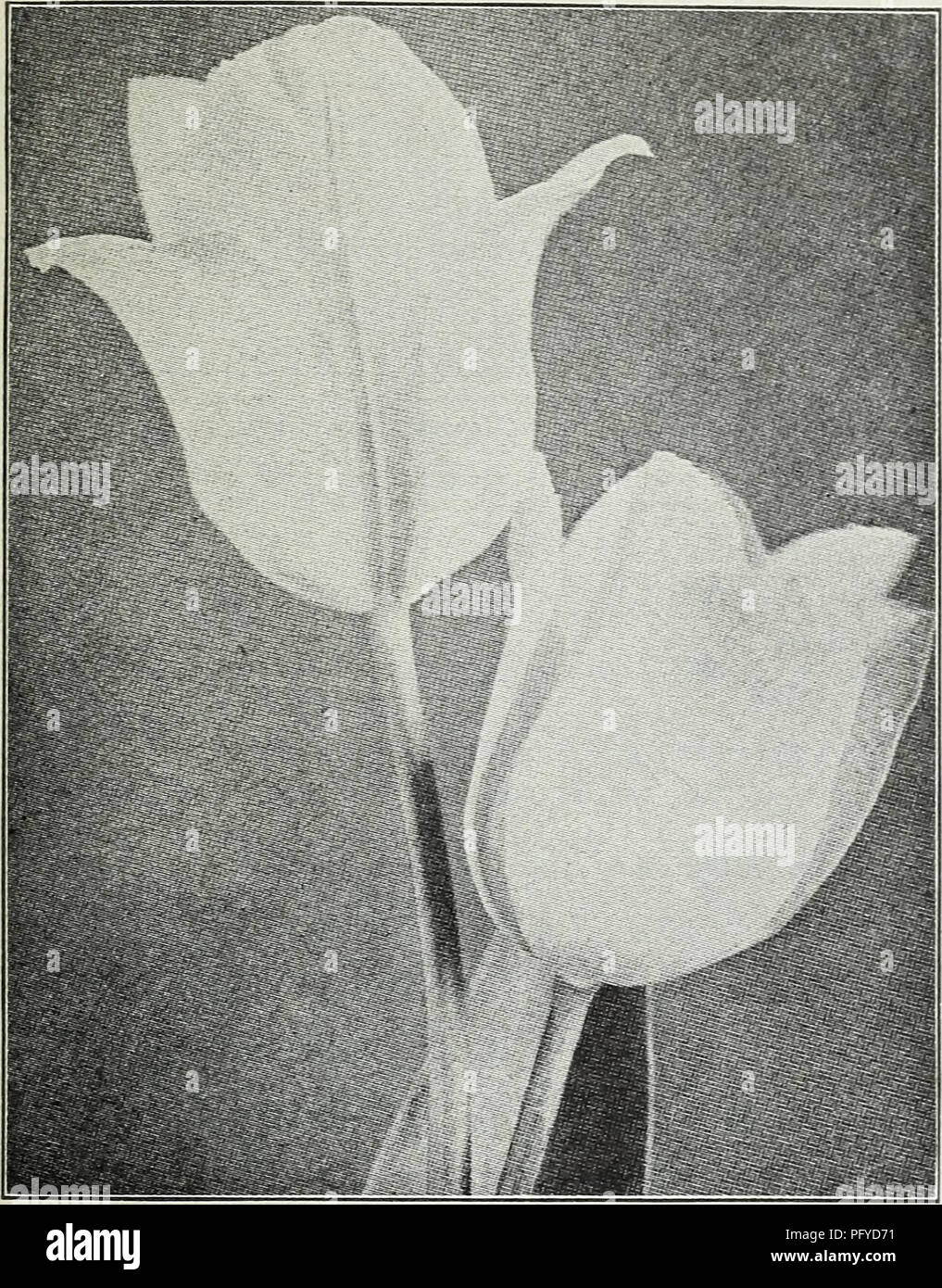 . Currie's autumn 1929 54th year bulbs and plants. Flowers Seeds Catalogs; Bulbs (Plants) Seeds Catalogs; Nurseries (Horticulture) Catalogs; Plants, Ornamental Catalogs. Currie's Seed Store, Milwaukee, Wisconsin. EARLY DOUBLE FLOWERING TULIPS Azalea—(E. 8) Beautiful deep rose flushed salmon. Doz., ^1.25; 100, ^8.50; 1000, ^80.00. Boule de Neige—(E. 10) Large pure white. Doz., 95c; 100, ^6.50; 1000, ^60.00. Couronne d'Or (Crown of Gold) — (E. 10) Flower large and very double, rich golden j-cllow shaded orange. Doz., ^1.20; 100, ^.00; 1000, ^75.00. Electra—(E. 8) Carmine shaded light violet; ver Stock Photo