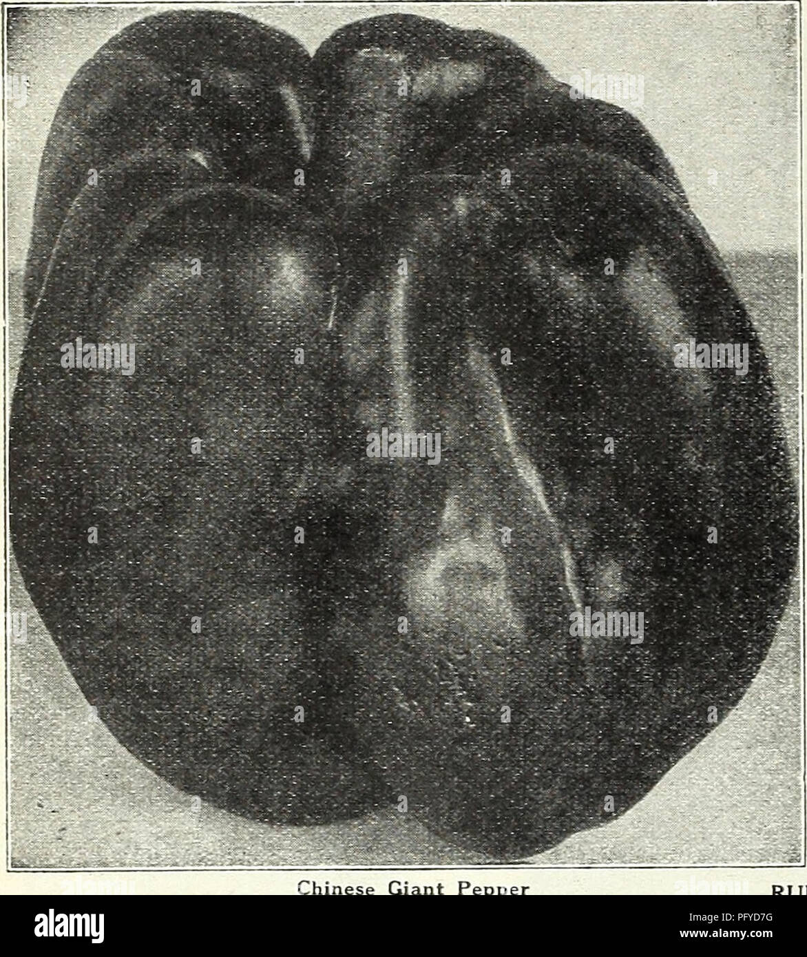 This catalog showcases a variety of peppers, including the Hungarian