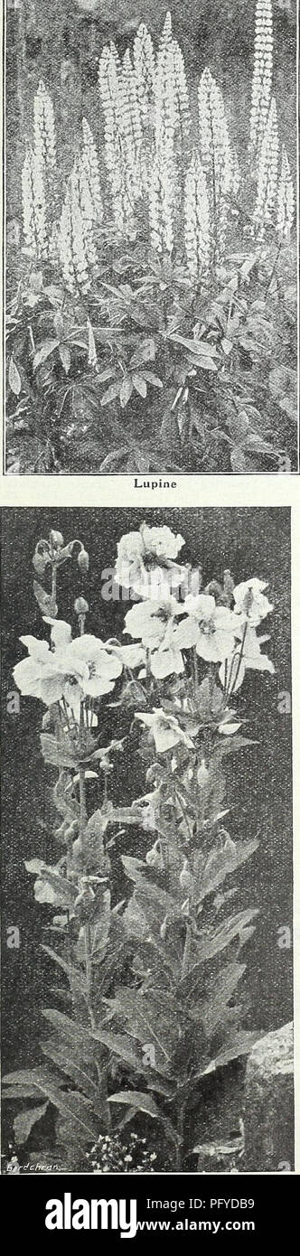 . Currie Bros. : fifty-eighth year 1933. Flowers Seeds Catalogs; Bulbs (Plants) Seeds Catalogs; Vegetables Seeds Catalogs; Nurseries (Horticulture) Catalogs; Plants, Ornamental Catalogs; Gardening Equipment and supplies Catalogs. MILWAUKEE I S C O N S I N Page 49. HYPERICUM (St. John's Wort) MOSERIANUM—A free-flowering plant of graceful habit, bearing rich, golden- yellow blossoms throughout the season. 2 feet. Plants, price, each, 30c; per REPTANS—A beautiful, trailing plant, with large, soft yellow flowers, tinged readish hne for rock work. July and August. Plants, price, each, 35c: per doze Stock Photo