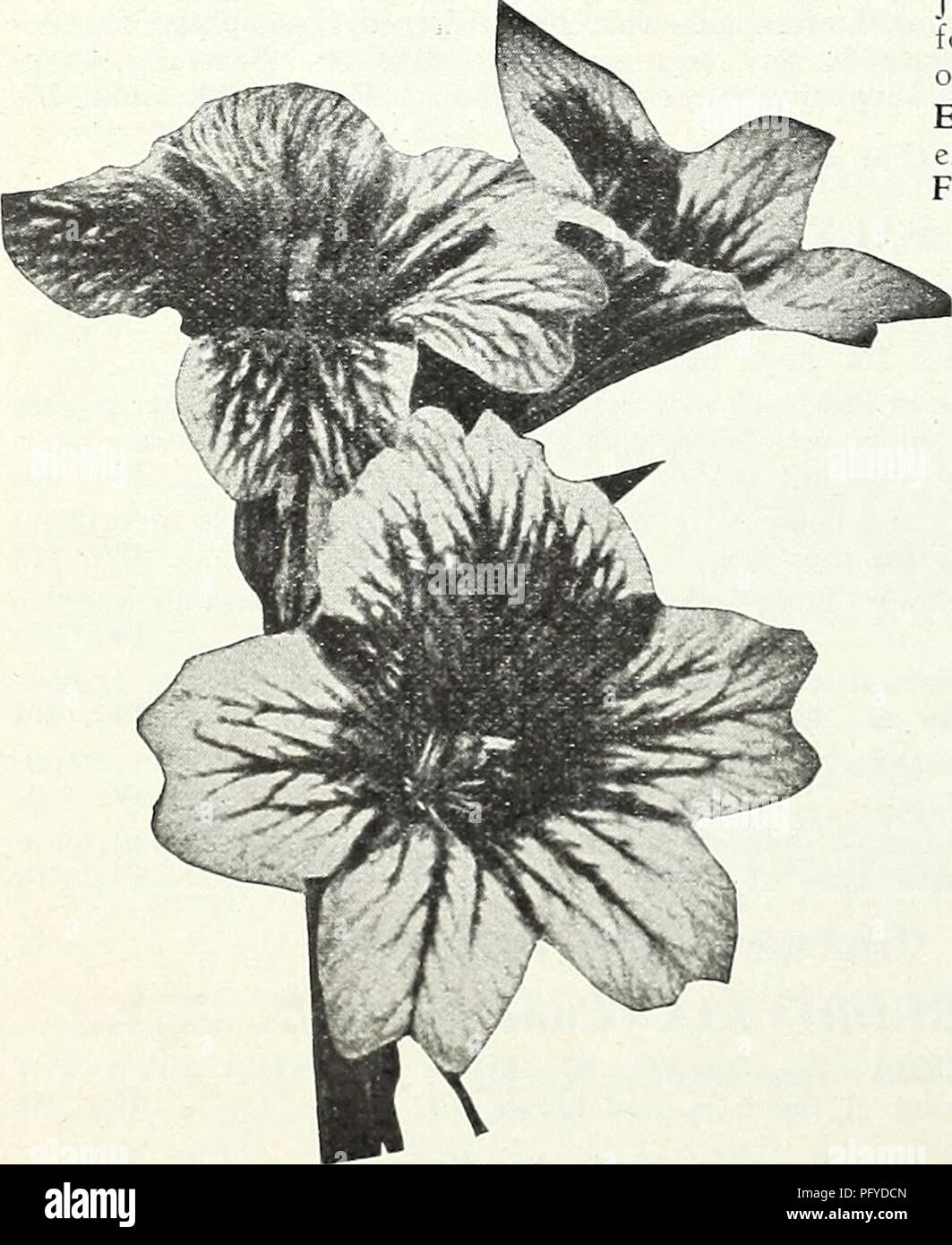 . Currie Bros. : fifty-eighth year 1933. Flowers Seeds Catalogs; Bulbs (Plants) Seeds Catalogs; Vegetables Seeds Catalogs; Nurseries (Horticulture) Catalogs; Plants, Ornamental Catalogs; Gardening Equipment and supplies Catalogs. Scabiosa (Azure Fairy) SILENE (Catchfly) PENDULA COMPACTA—Dwarf, hardy annual, bearing pretty, pink flowers freely; 6 inches. Pkt. 10c (For Perennial Seeds, See Page 53). SalpiglossU SCABIOSA (Mourning Bride) Excellent border plants, producing an abundance of long stemmed, double flowers in many colors. Splendid for cutting. LARGE FLOWERING ANNUAL SCABIOSA U oz. Pkt.  Stock Photo