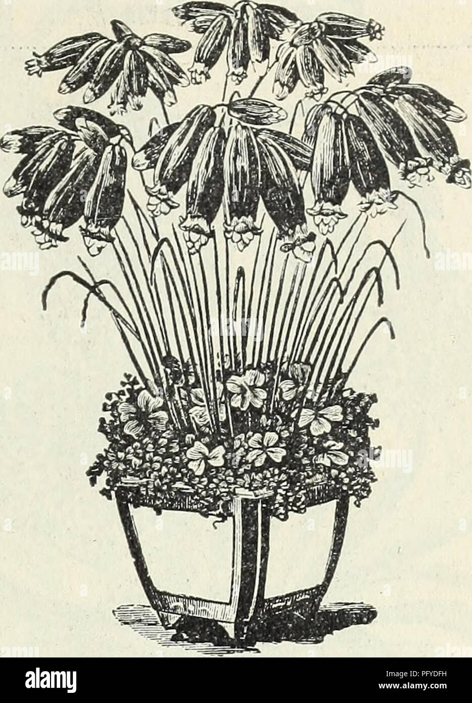 . Currie brothers' wholesale catalogue : bulbs, seeds, and florists' supplies. Flowers Seeds Catalogs; Gardening Equipment and supplies Catalogs; Bulbs (Plants) Seeds Catalogs; Nurseries (Horticulture) Catalogs; Plants, Ornamental Catalogs. BRODEIAE COCCINEA. Brodeiae. Very pretty winter blooming plants with grass- like foliage and slender flower stems, snrmounted by a head or umbel of flowers. The flowers are odd in appearance and are produced very freely. Per 100. I liaxa—Large blue flower $1 50 Grandiflora—Glossy purple 1 5Q^ L,actea—White, banded green; 1 50' Coccinea—Crimson, tipped green Stock Photo