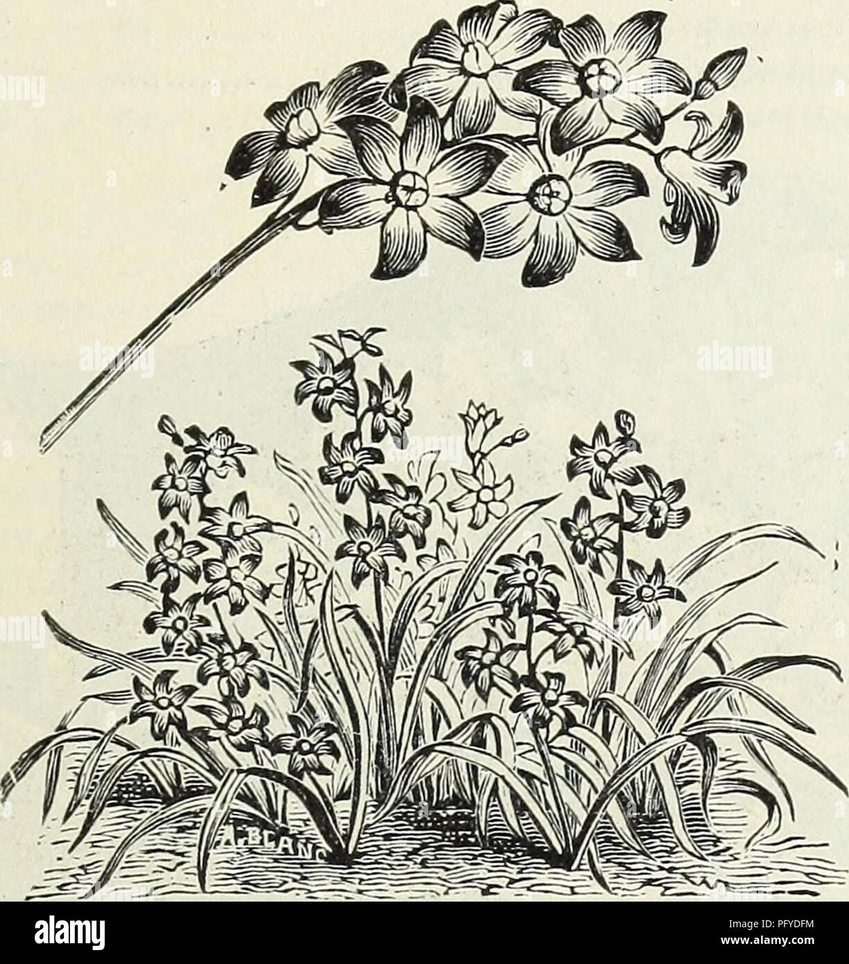 Currie Brothers Wholesale Catalogue Bulbs Seeds And Florists Supplies Flowers Seeds Catalogs Gardening Equipment And Supplies Catalogs Bulbs Plants Seeds Catalogs Nurseries Horticulture Catalogs Plants Ornamental Catalogs Crown