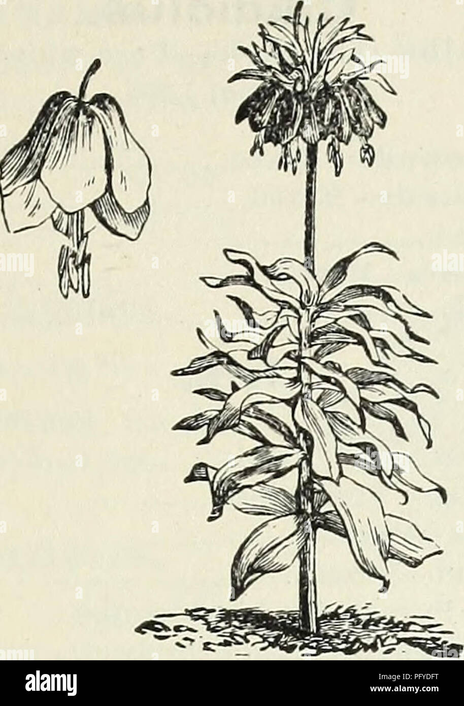 Currie Brothers Wholesale Catalogue Bulbs Seeds And Florists Supplies Flowers Seeds Catalogs Gardening Equipment And Supplies Catalogs Bulbs Plants Seeds Catalogs Nurseries Horticulture Catalogs Plants Ornamental Catalogs Flo Weeing Bulbs