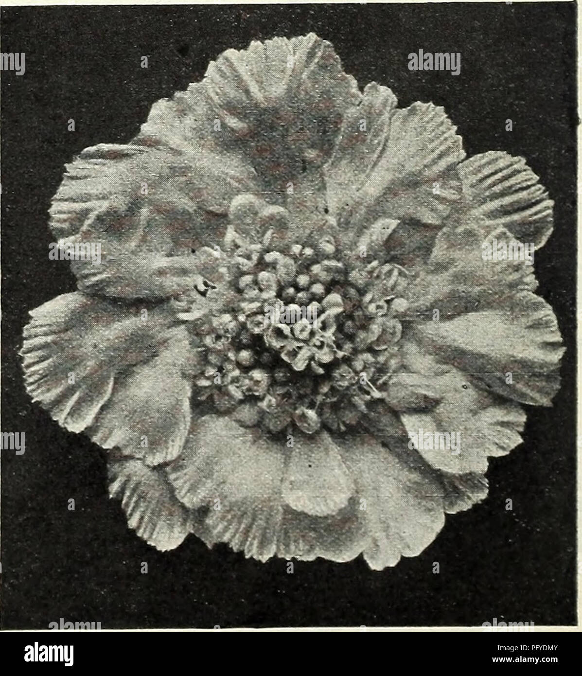 . Currie Bros. : fifty-eighth year 1933. Flowers Seeds Catalogs; Bulbs (Plants) Seeds Catalogs; Vegetables Seeds Catalogs; Nurseries (Horticulture) Catalogs; Plants, Ornamental Catalogs; Gardening Equipment and supplies Catalogs. NEW VERBENA BEAUTY OF OXFORD HYBRIDS (HYBRIDA GRANDIFLORA TYPE). A beautiful giant hybrid raised from a cross between Ver- bena Luminosa and Beauty of Ox- ford. While following closely the color of Beauty of Oxford, it also inherits a touch of salmon pink from Luminosa which gives a love- ly softening effect to the sometimes harsh coloring of Beauty of Oxford. The col Stock Photo