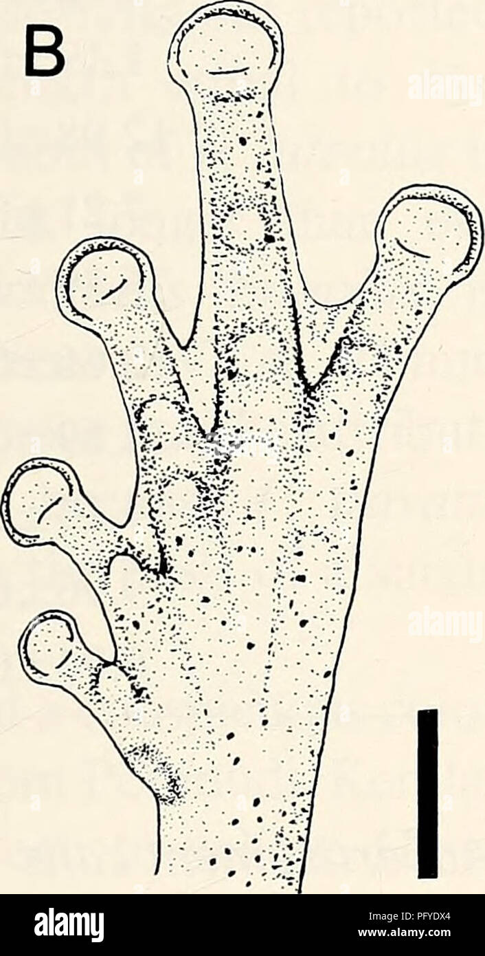. Current herpetology. Reptiles; Herpetology. Fig. 2. Ventral view of left hand (A) and left foot (B) of P. luteolus. Scale 2 mm. males) with yellow to yellowish brown dorsal coloration lacking distinct markings. This coloration readily distinguishes this species from other Philautus species in the Western Ghats. Philautus luteolus lacks black streaks on both sides of anterior dorsum or a few large black spots on dorsum and tibia which are present in the most similar species, P. travan- coricus. The snout of P. travancoricus is round and its length is equal to eye diameter, whereas the snout o Stock Photo