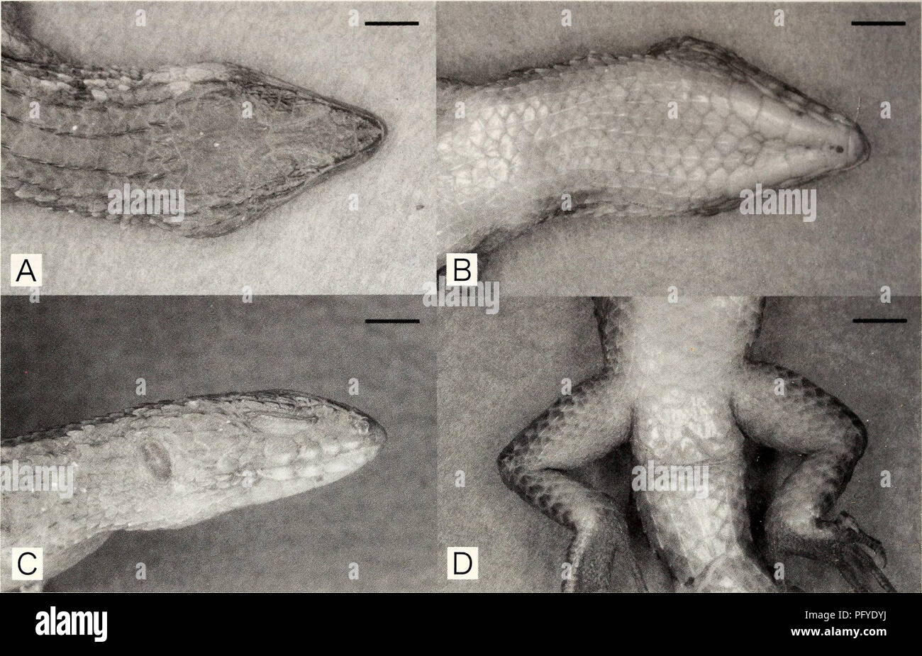 . Current herpetology. Reptiles; Herpetology. 32 Current Herpetol. 22(1) 2003. Fig. 3. Dorsal (A), ventral (B) and lateral (C) views of head, and ventral view of cloacal region (D) in the holotype of Tropidophorus baconi sp. nov. (MZB.Lace 3789). Bar equals 5 mm. Other congeneric species except T. grayi by having a divided frontonasal, parietals sepa- rated from each other, lateral body scales directed obliquely upw^ard (Fig. 4), three preanals, postanal pores in adult males, and single keels on dorsal body and tail scales with marked development of the latter to make the tail surface more or  Stock Photo