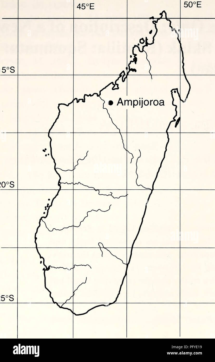 . Current herpetology. Reptiles; Herpetology. 10 Current Herpetol. 22(1) 2003 15°S. 20°S 25°S Fig. 1. Map of Madagascar, showing location of Ampijoroa, the type locality of Sirenoscincus yamagishii sp. nov. We defined the scales covering the eyes as ocular(s). Terminology for the other charac- ters follows Sakata and Hikida (2003). Sirenoscincus yamagishii gen. et sp. nov. Figs. 2 and 3 Holotype KUZ R50922, mature female; Ampijoroa, Ankarafantsika Strict Nature Reserve, north- western Madagascar (16 20'S, 46 48'E: Fig. 1), 100 m; collected by A. Mori, M. Hasegawa, and I. Ikeuchi, 7 November 19 Stock Photo