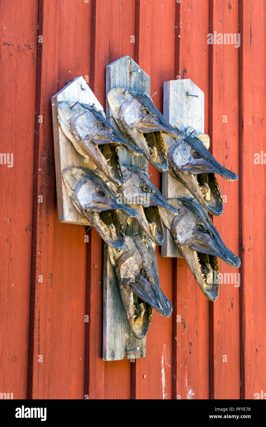 Northern Pike (Gädda) heads on the wall of a fishing shed on the island of Fjäderholmarna, Stockholm archipelago, Sweden Stock Photo