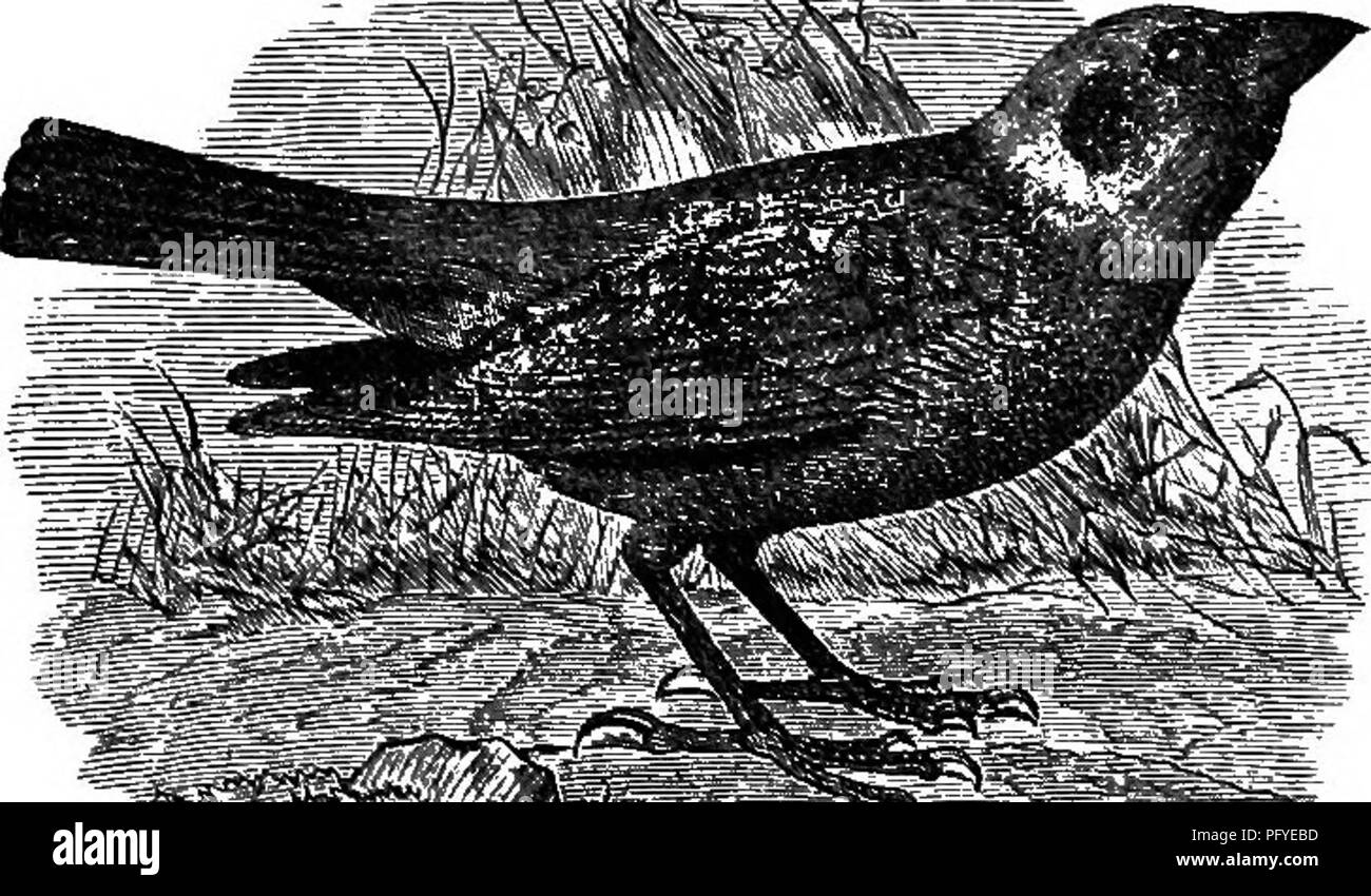 This ornithological guide provides a comprehensive overview of all ...