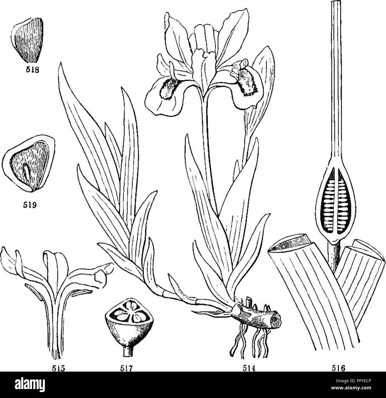 . Botany for young people and common schools. How plants grow, a simple introduction to structural botany. With a popular flora, or an arrangement and description of common plants, both wild and cultivated. Botany; Botany. •214 POPULAR FLORA. 101. IRIS FAMILY. Order IRIDACE^. Herbs with perennial roots, commonly with rootstoeks, bulbs, or corms, and with equitant leaves (151, Fig. 64) ; the flowers perfect, regular or irregular; tube of the coroIIa-like perianth below coherent with the surface of the ovary, and so appearing to grow from its summit; stamens only 3, one before each of the outer  Stock Photo