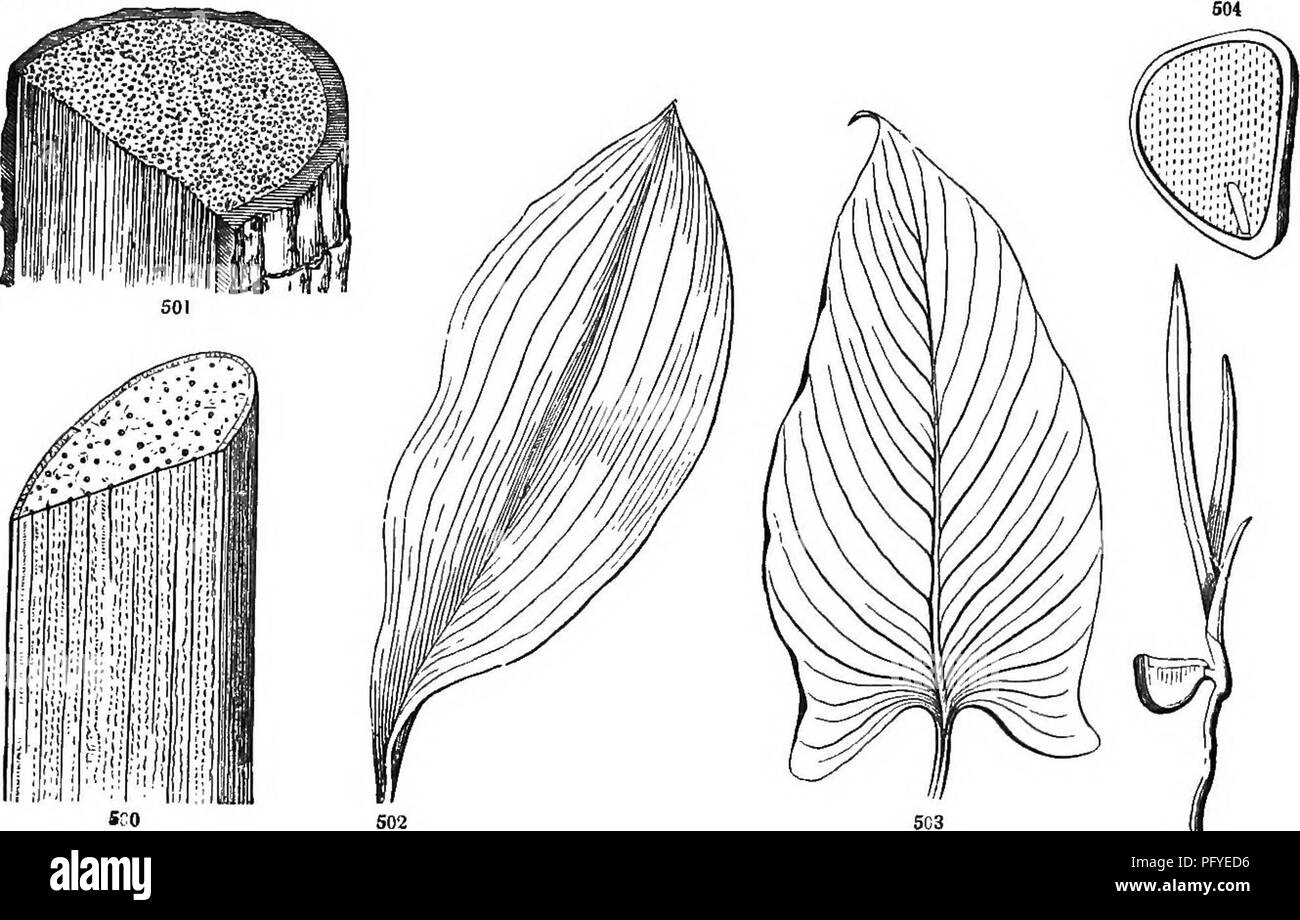 . Botany for young people and common schools. How plants grow, a simple introduction to structural botany. With a popular flora, or an arrangement and description of common plants, both wild and cultivated. Botany; Botany. POPULAR FLORA. 203 CLASS II. —ENDOGENS OR MONOCOTYLEDONS. Stem having the wood in threads or bundles, interspersed among the pith or cellular part, not forming a ring or layer, and not increasing by annual layers. Leaves parallel-veined, not branching and forming meshes of netvi^ork. To this some Arums, Trillium, Greenbrier, &amp;c. are exceptions, having more or less netted Stock Photo