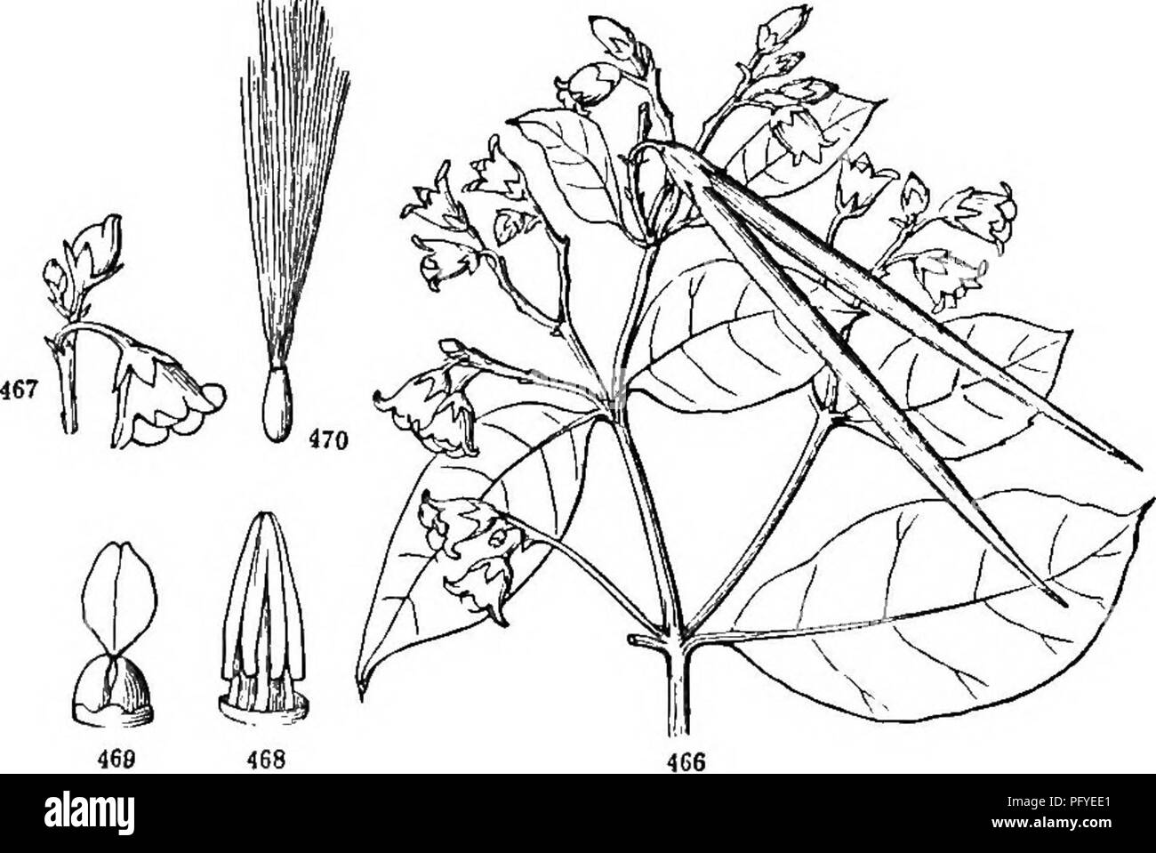 . Botany for young people and common schools. How plants grow, a simple introduction to structural botany. With a popular flora, or an arrangement and description of common plants, both wild and cultivated. Botany; Botany. 188 POPULAR FLORA. the other out) ; the 5 stamens on the corolla alternate with its lobes; the anthers generally more or less adherent to the stigma. Ovaries 2; but the stigmas, and often the styles also, united into one ; the fruit two separate pods. Seeds generally many, and with a tuft of down at one end. Corolla with a funnel-shaped tube and a wheel-shaped 5-parted borde Stock Photo