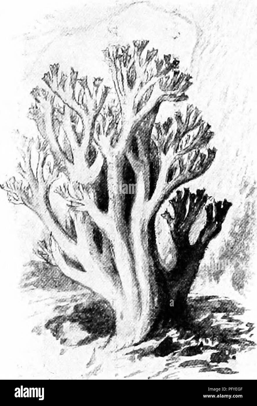 . A text-book of botany for secondary schools. Botany. Fig. 150.—Mushroom with spine-hke Fig. 151.—The common edible coral processes instead of gills. — After fungus.—After Gibson. Gibson. that attack forest-trees. The mycelium usually spreads between the bark and the wood, sending special absorbing branches into the wood, often even into the heart wood, causing decay and weakening of the stem. The spore- bearing structures are sent to the surface, and appear as toadstools, bracket Fungi, etc. Spores are produced in great profusion and infect other trees, the new mycelium using wounds to effec Stock Photo