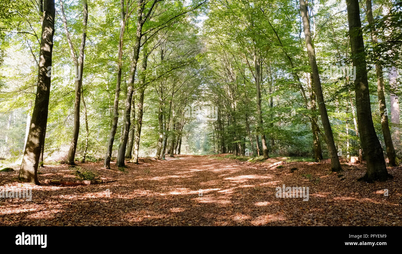 September Path Forest path on a sunny september afternoon (Almelo, The Netherlands ...