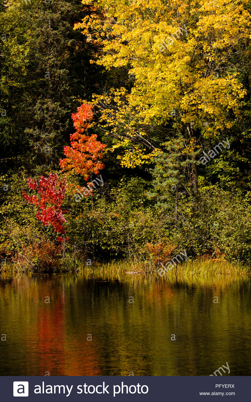 Autumn Colors In Vilas Park Lagoon >> Autumn Shoreline Colors At Star Lake Near Sayner In Vilas County Autumn Colors In Vilas Park Lagoon >> Autumn Shoreline Colors At Star Lake Near Sayner In Vilas County