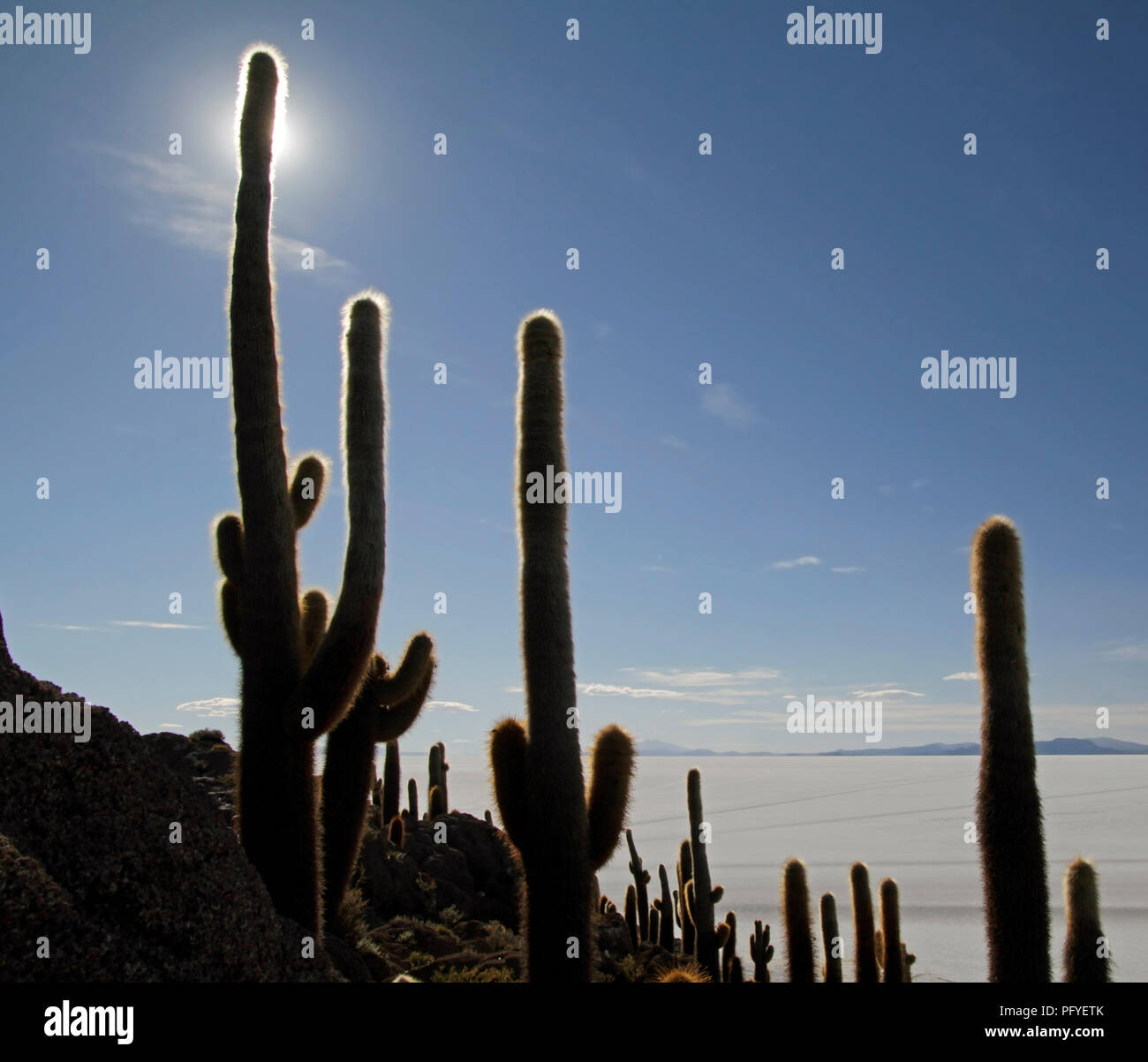 The famous Cactus Island in the middle of the Uyuni salt flats, Bolivia Stock Photo
