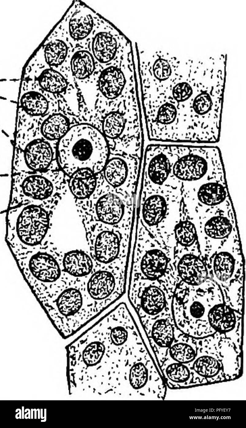 . A text-book of botany for secondary schools. Botany. 104 A TEXT-BOOK OF BOTANY a 5:7 b -— c' In the great majority of cells there is a single nucleus, and all about it, filling the general cavity within the cell-wall, is a mass of much less dense protoplasm, known as cytoplasm. The cytoplasm seems to form the general background or matrix of the cell, and the nucleus lies embedded within it. Another protoplasmic organ of the cell is the plastid. Plastids are relatively compact bodies, and variable in form and num- ber. The most common kind of plastid is the one that contains chlorophyll, and  Stock Photo