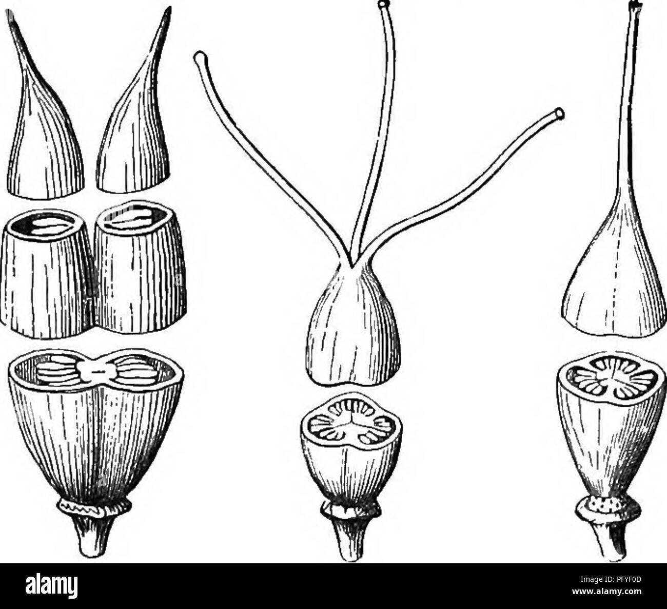 . Botany for young people and common schools. How plants grow, a simple introduction to structural botany. With a popular flora, or an arrangement and description of common plants, both wild and cultivated. Botany; Botany. HOW PLANTS ARE PROPAGATED.. 189 s of two anil Uiree ctlla. Fig. 189, pistil of Common St. John's-wort, plainly composed of three simple ones, with their ovaries completely united, while their slender styles are separate. Fig. 190, same of Shrubby St. John's-wort, like the last, but with the three styles also grown together into one, the little stigmas only sepa- rate ; 'but  Stock Photo