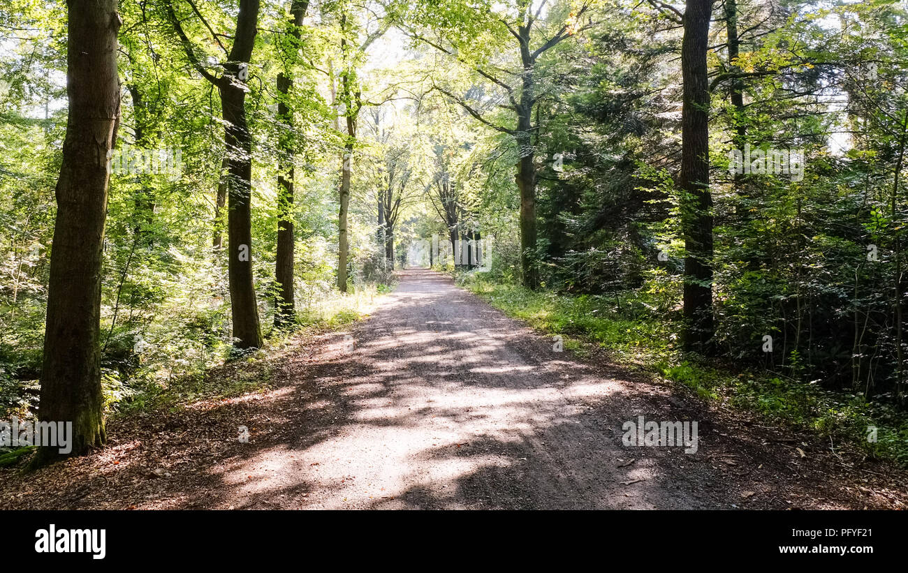 September Path Forest path on a sunny september afternoon (Almelo, The Netherlands ...