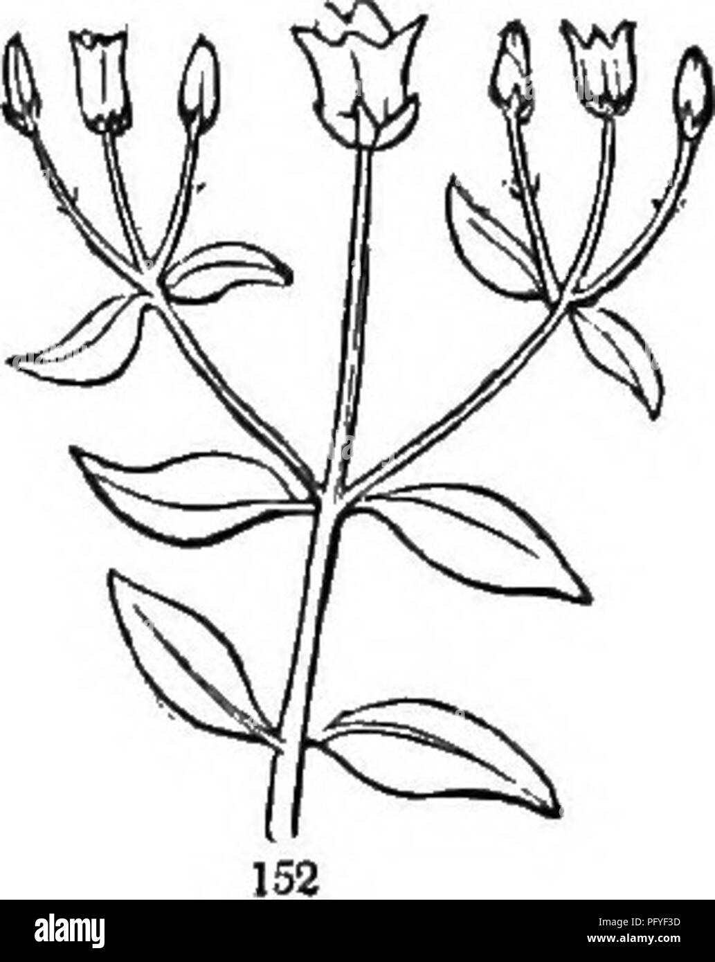 Botany For Young People And Common Schools How Plants Grow A Simple Introduction To Structural Botany With A Popular Flora Or An Arrangement And Description Of Common Plants Both Wild And