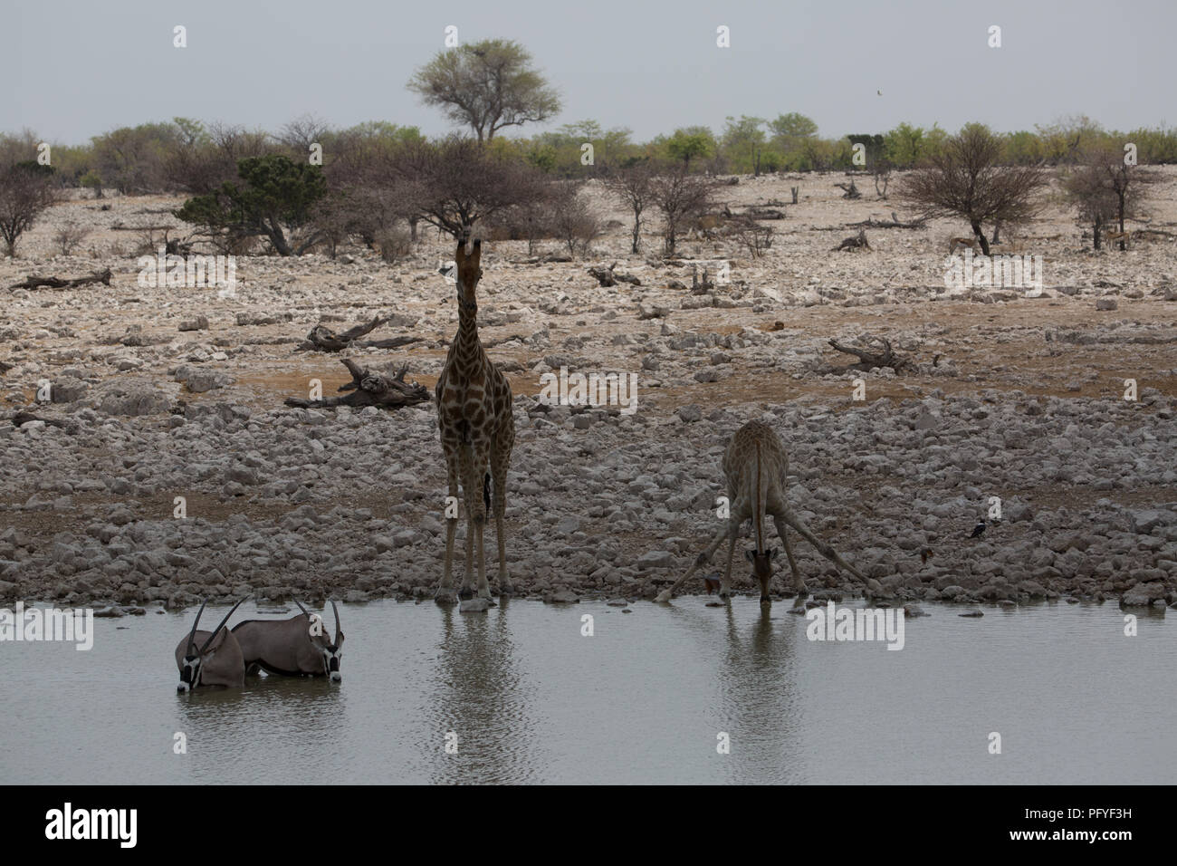 some giraffe is looking for grass trees and water to feed from Stock