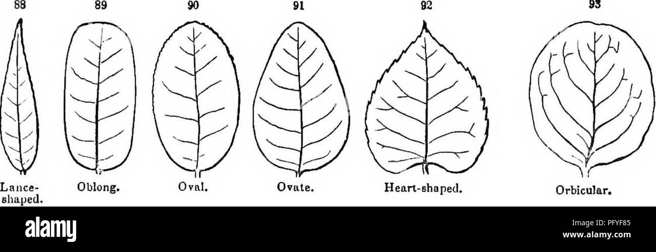 . Botany for young people and common schools. How plants grow, a simple introduction to structural botany. With a popular flora, or an arrangement and description of common plants, both wild and cultivated. Botany; Botany. KINDS AND FOKMS OP LEAVES. 47 Oval; broader than oblong, and with a flowing outline, as in Fig. 90. Ovate ; oval, but broader towards the lower end; of the shape of a hen's egg cut through lengthwise, as in Fig. 91. Orbicular or Round ; circular or nearly circular in outline, as in Fig. 93. ^ u. Hean-Bhaped, Of these the common- 133. Some leaves taper downwards more than upw Stock Photo