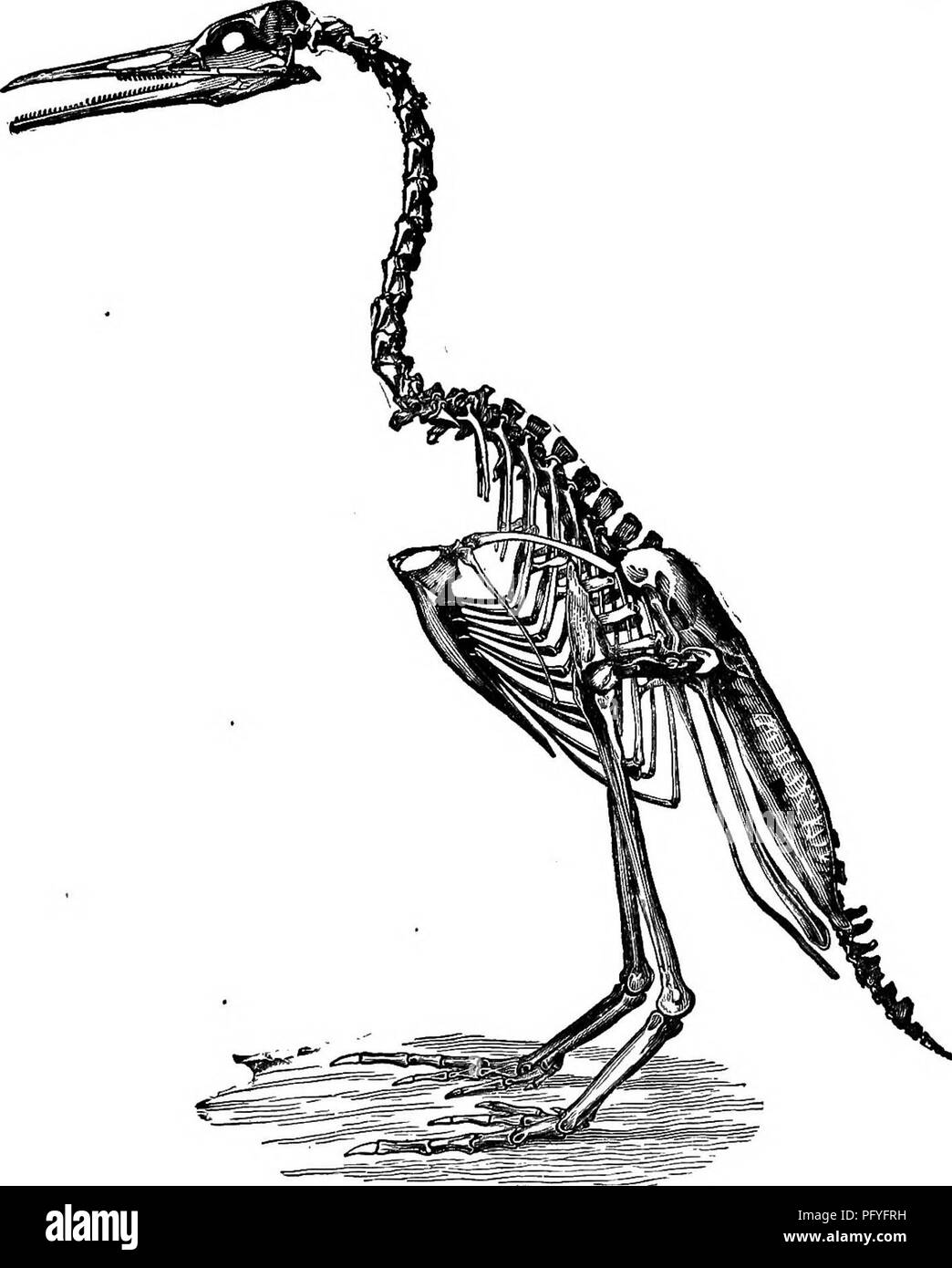 . Key to North American birds. Containing a concise account of every species of living and fossil bird at present known from the continent north of the Mexican and United States boundary, inclusive of Greenland and Lower California, with which are incorporated General ornithology: an outline of the structure and classification of birds; and Field ornithology, a manual of collecting, preparing, and preserving birds. Birds; Birds. DEFINITION OF BIEBS. 63 -the fossils so called because supposed to indicate the presence of Birds by their foot-prints, were discovered about the year 1835 in the Tria Stock Photo