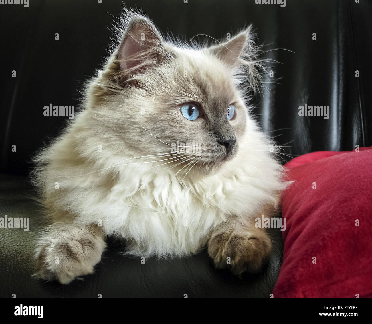 Ragdoll blue colorpoint hires stock photography and images Alamy