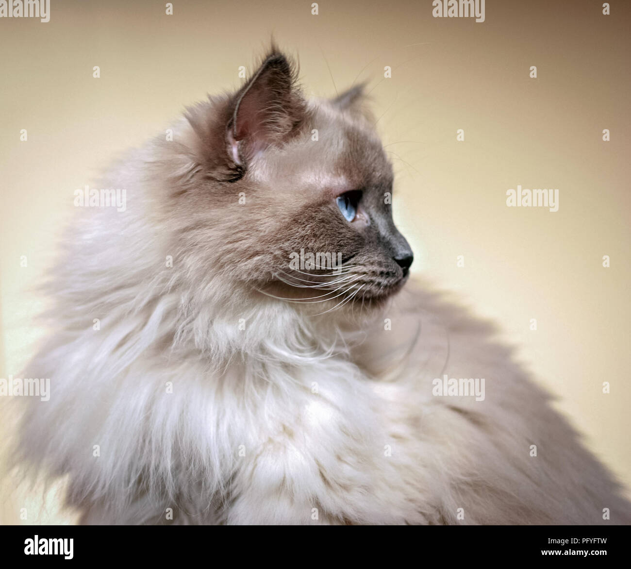 Ragdoll cat limp hires stock photography and images Alamy
