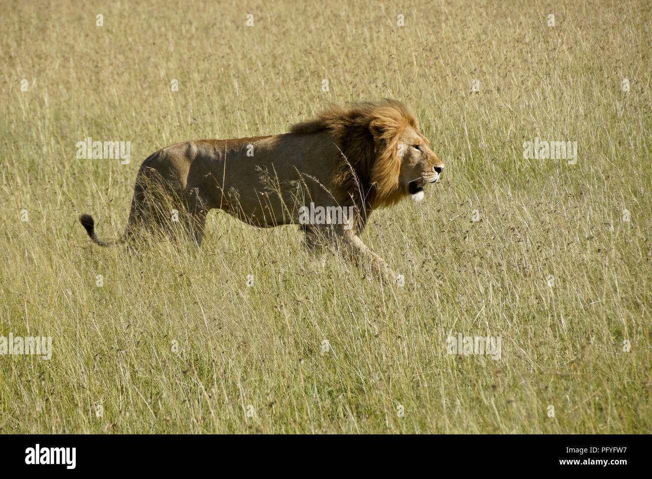 African lion male walking hi-res stock photography and images - Alamy