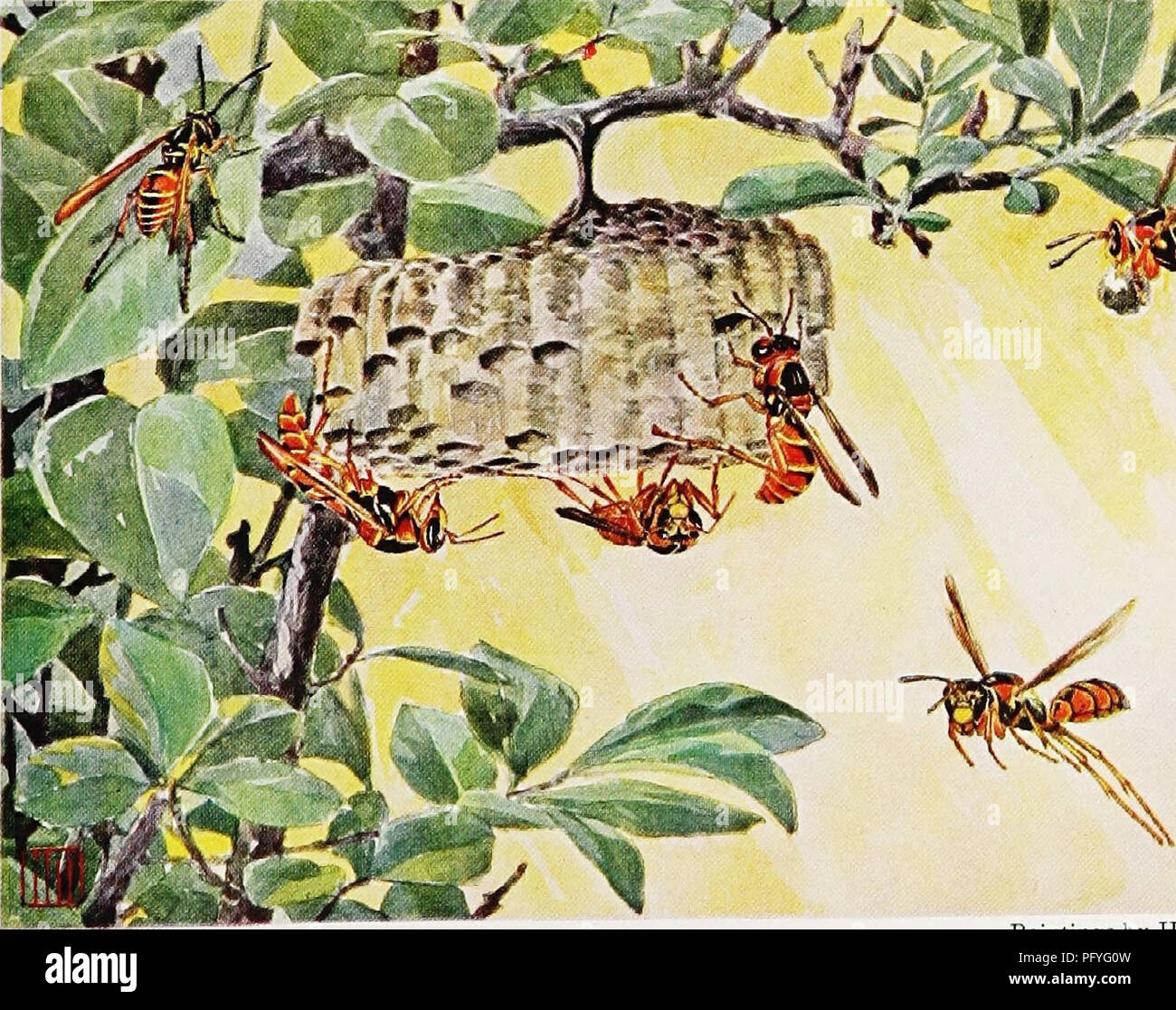 Articles About Birds From National Geographic Magazine