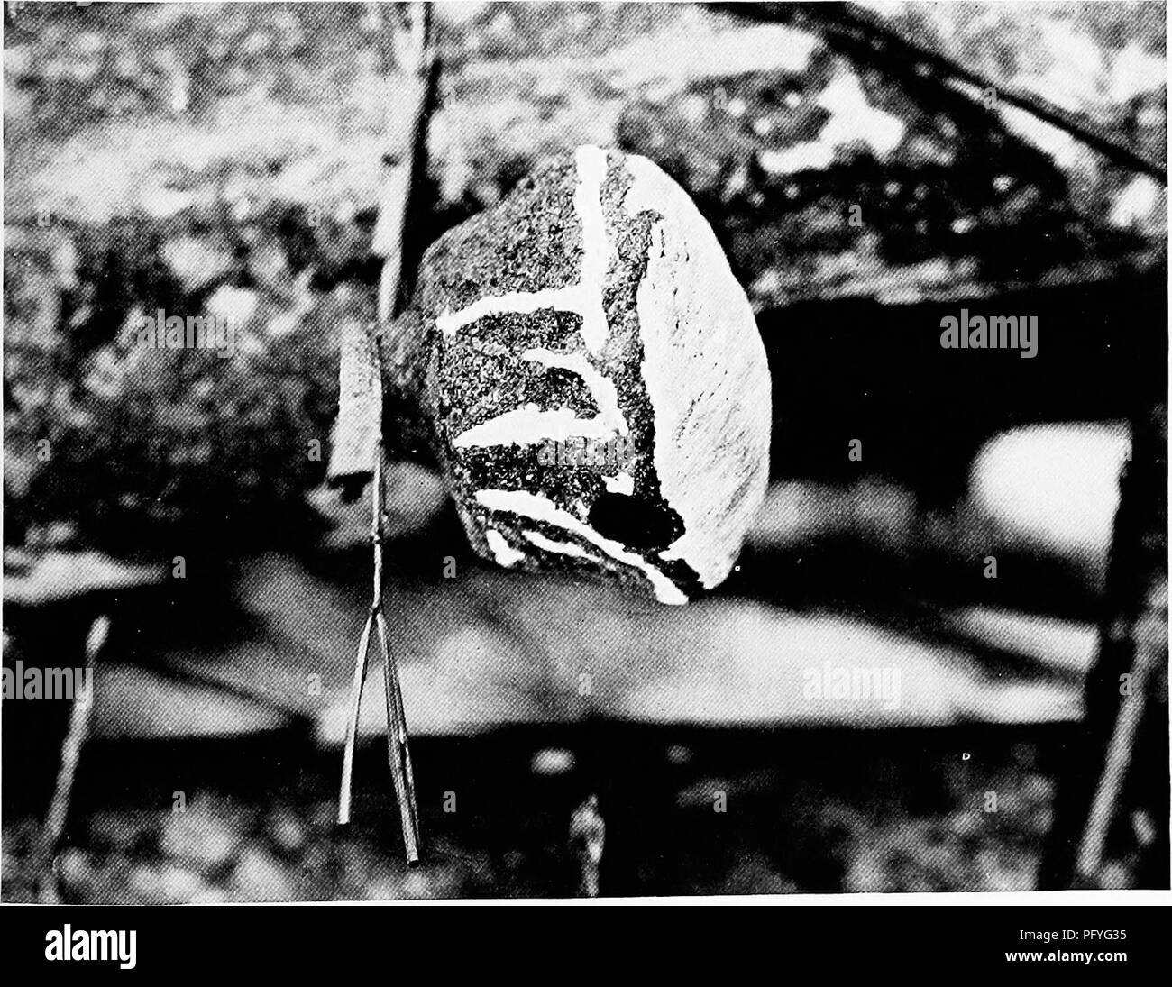 Articles About Birds From National Geographic Magazine Birds Y O Q D 6 A I 3 O C J R K Hj K P Lt C S Cq 2