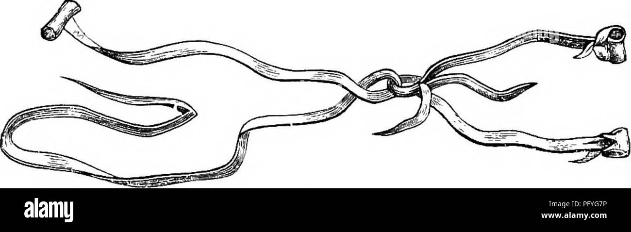 . Reptiles and birds. A popular account of the various orders; with a description of the habits and economy of the most interesting. Birds; Reptiles. 616 EAPTOEES, OE BIEDS OF PEET. treatment, rarely more, the bird becomes, to a certain extent, docile. The falconer then accustoms it to take its food quietly ;. Fig. 290.—Bewits. this is presented in the hand, while at the same time a peculiar noise is made, which it learns to recognise as a call. In the meantime it is carried about in frequented places, so as to familiarise it with strangers, and also with horses and dogs, which are to be at so Stock Photo