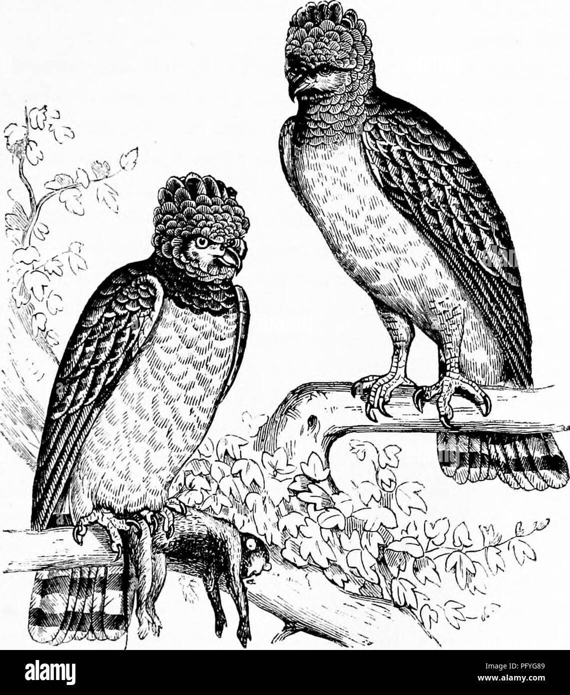 . Reptiles and birds. A popular account of the various orders; with a description of the habits and economy of the most interesting. Birds; Reptiles. THE WHITE-BELLIED EAGLE. 607 faction, darted upon him, and burying its claws in his arm, inflicted most dangerous -wounds! The interference of the Indians was necessary in order to rid him of his antagonist. The Harpy inhabits the great forests of South America situated. JFig. 284.—^The Harpy {Harpyia destructor., Cuv.}. on the banks of the rivers. Its food consists of agoutis, fawns, sloths, and especially monkeys, The Indians, who highly estima Stock Photo