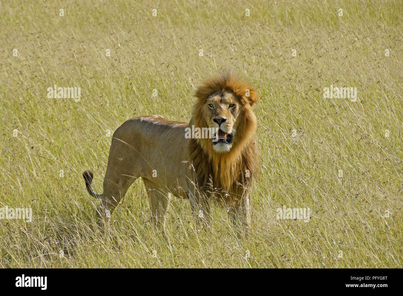 Male lion standing in long grass, Masai Mara Game Reserve, Kenya Stock Photo