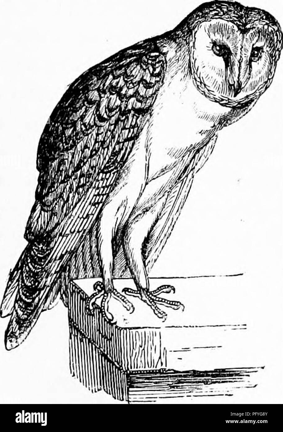 . Reptiles and birds. A popular account of the various orders; with a description of the habits and economy of the most interesting. Birds; Reptiles. BAEN OWLS. 587. Fig. 277.—Barn Owl {Strix fkLmmea, Yarrell). Nocturnals. The eggs, whicli are elliptical, are generally five in number, sometimes six or seven, and are deposited in holes in walls, or hollow places in rocks and old trees ; but the bird does not take the trouble to line these holes with grass or leaves. It is but seldom it takes posses- sion of the nests of other birds, although stories are told of its driving away the Martins from Stock Photo