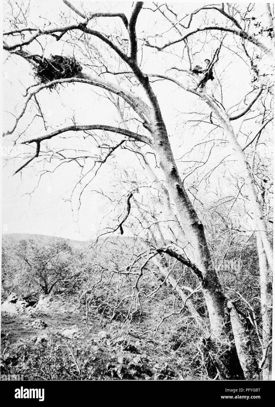 . [Articles about birds from National geographic magazine]. Birds ...